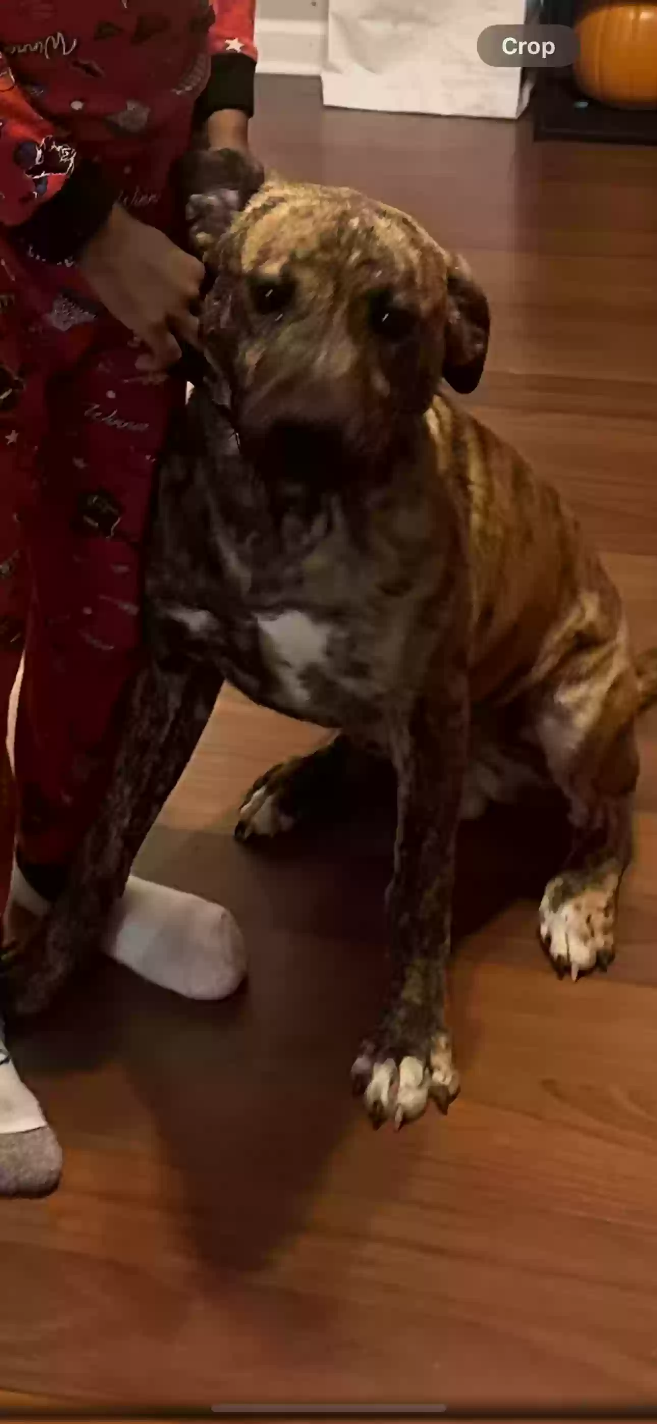 adoptable Dog in Atlanta,GA named Junior