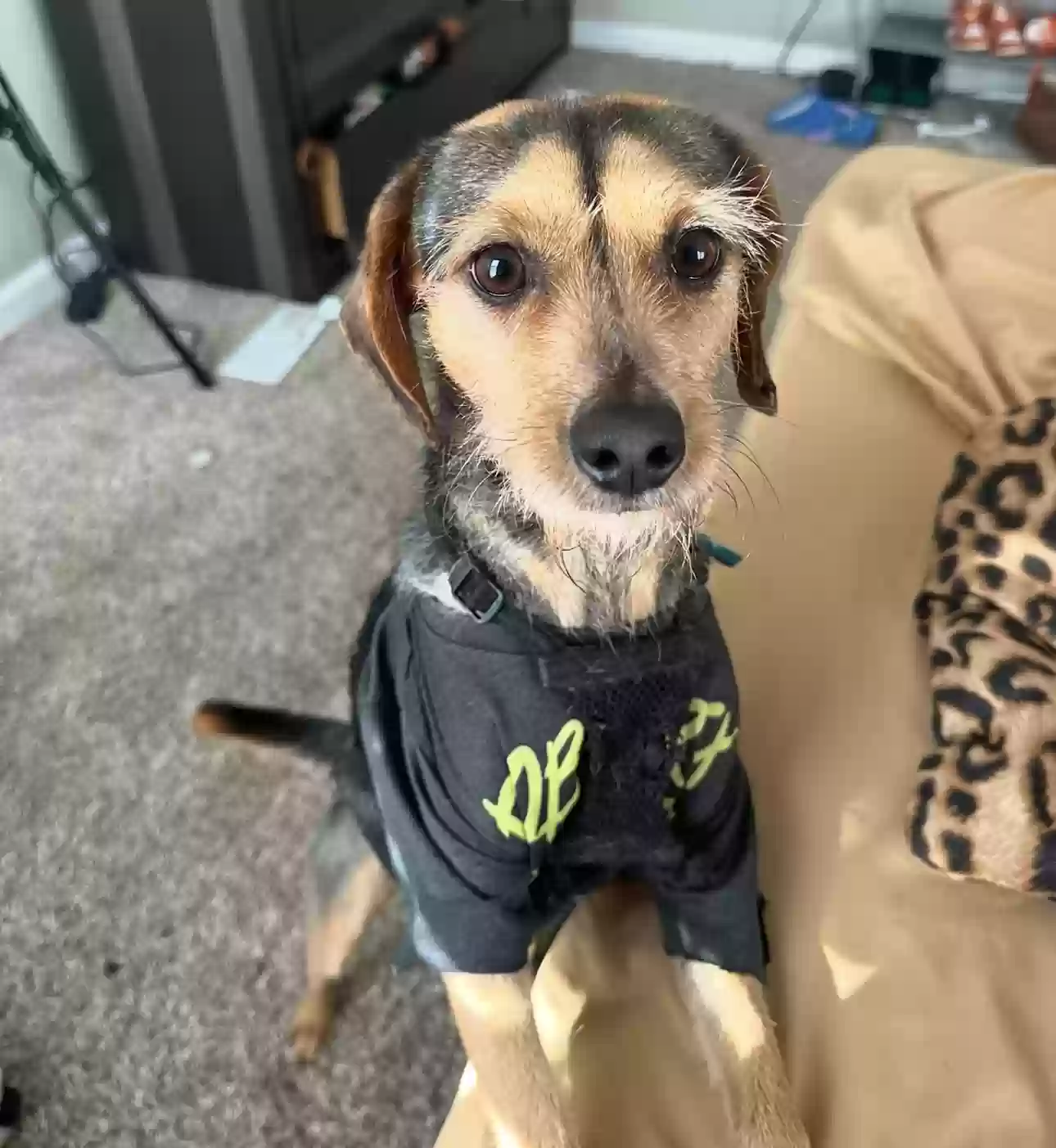 adoptable Dog in Atlanta,GA named Brooklyn