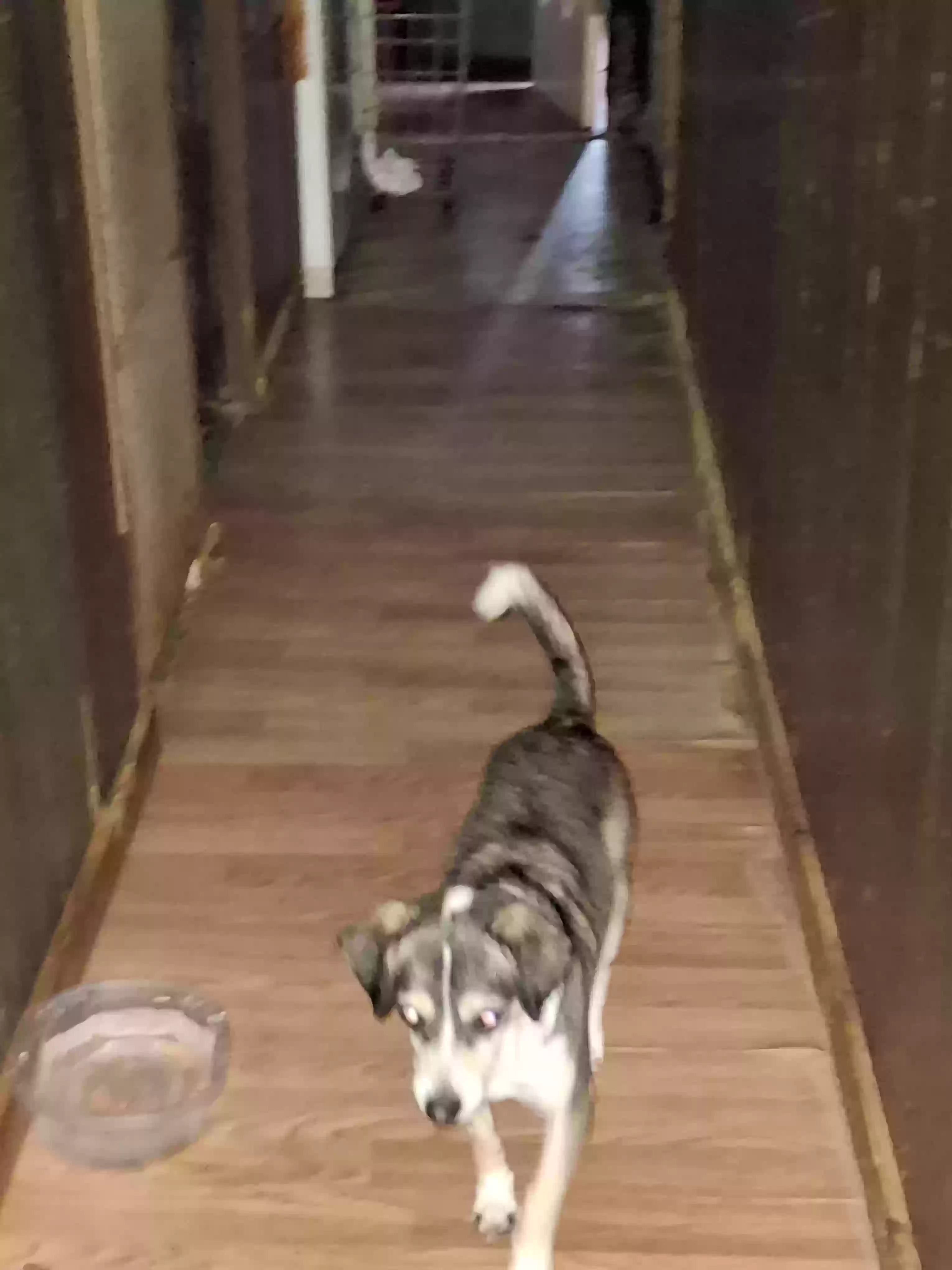 adoptable Dog in Rex,GA named Coco