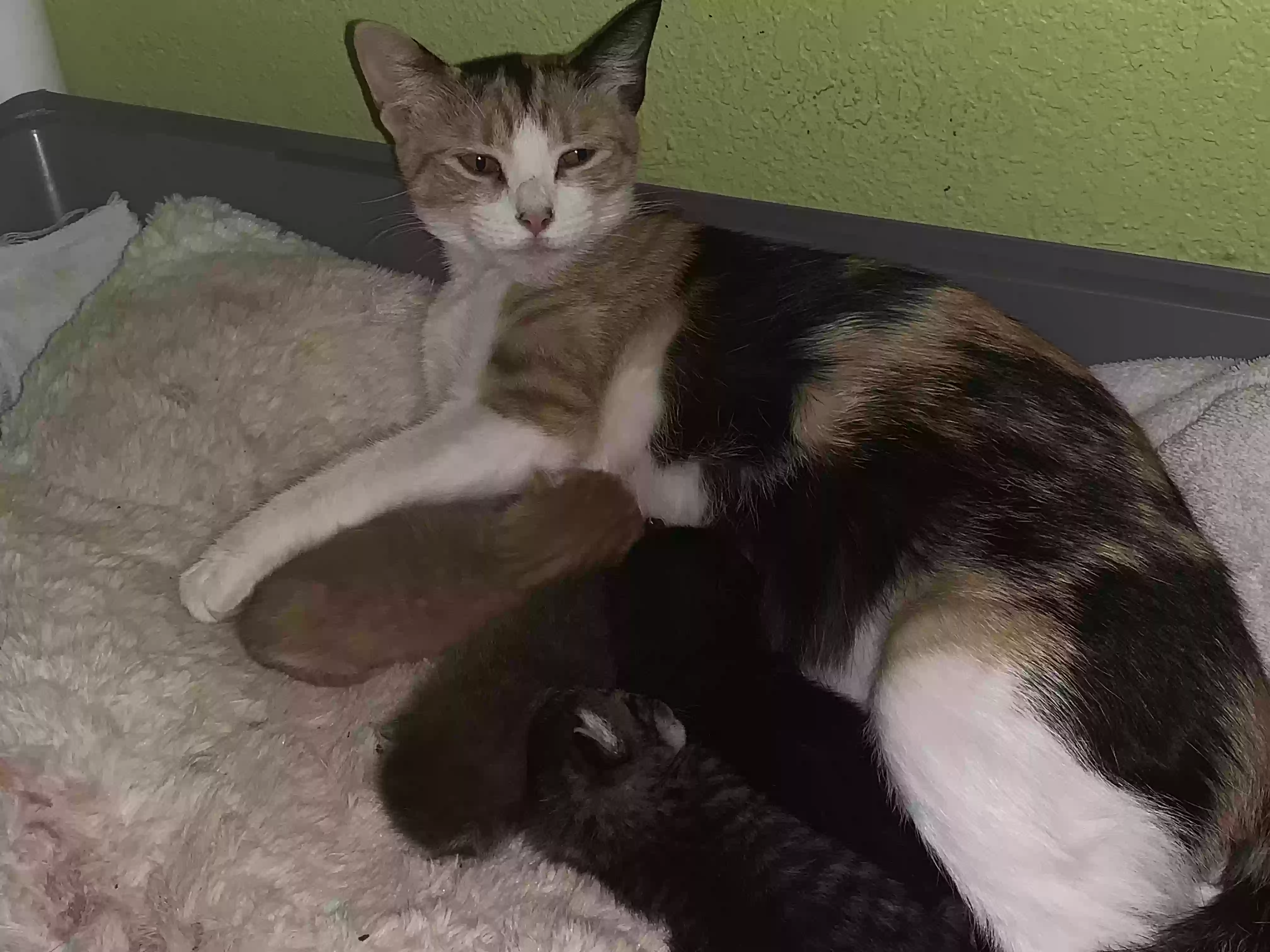 adoptable Cat in Carrollton,TX named
