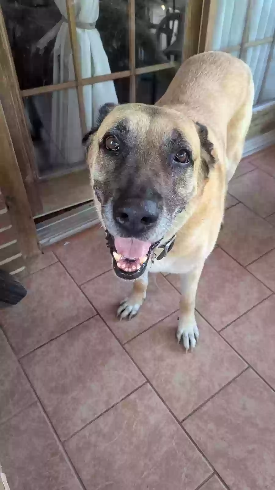 adoptable Dog in Jonesboro,GA named Coco