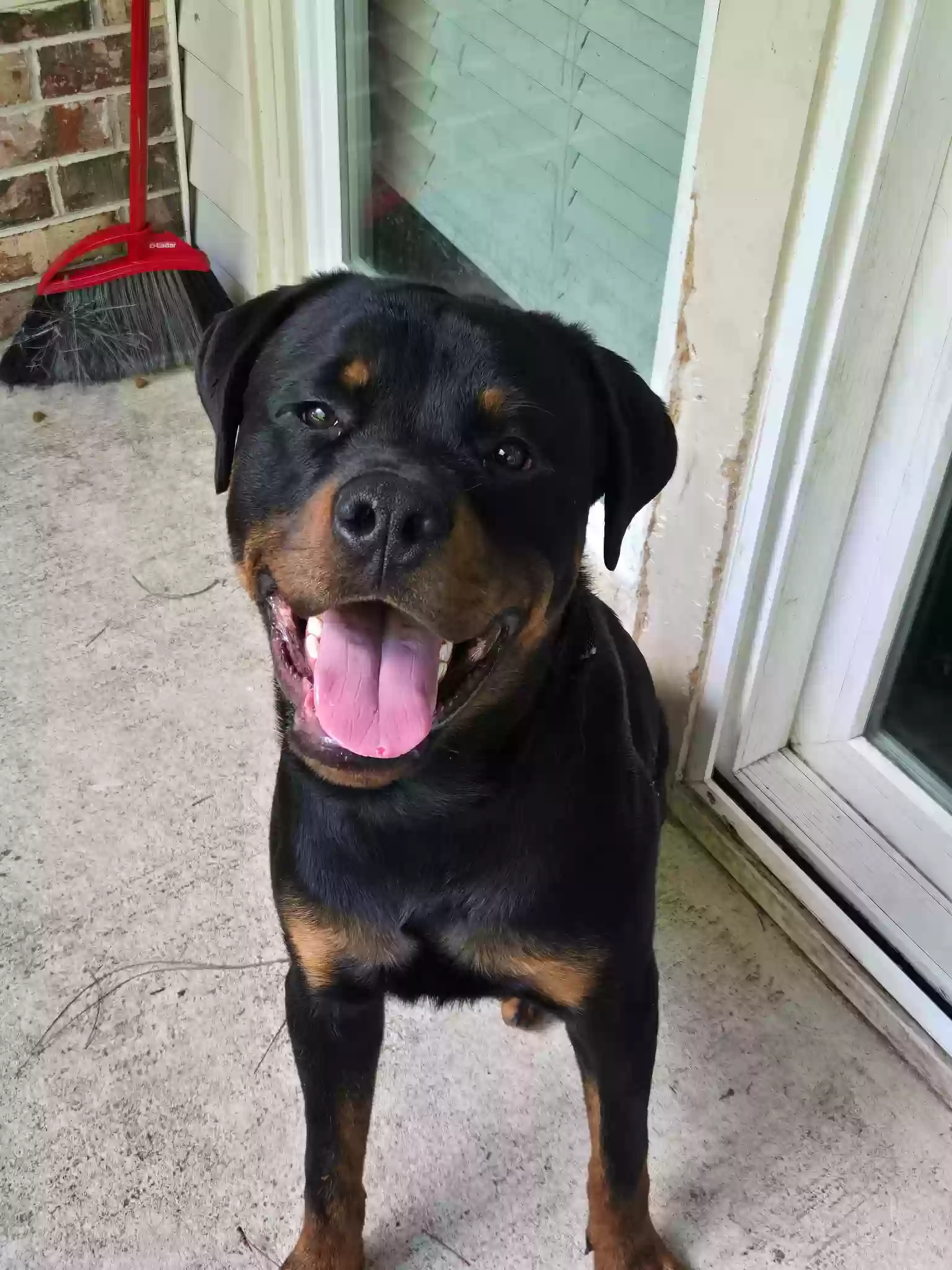 adoptable Dog in Atlanta,GA named Onyx