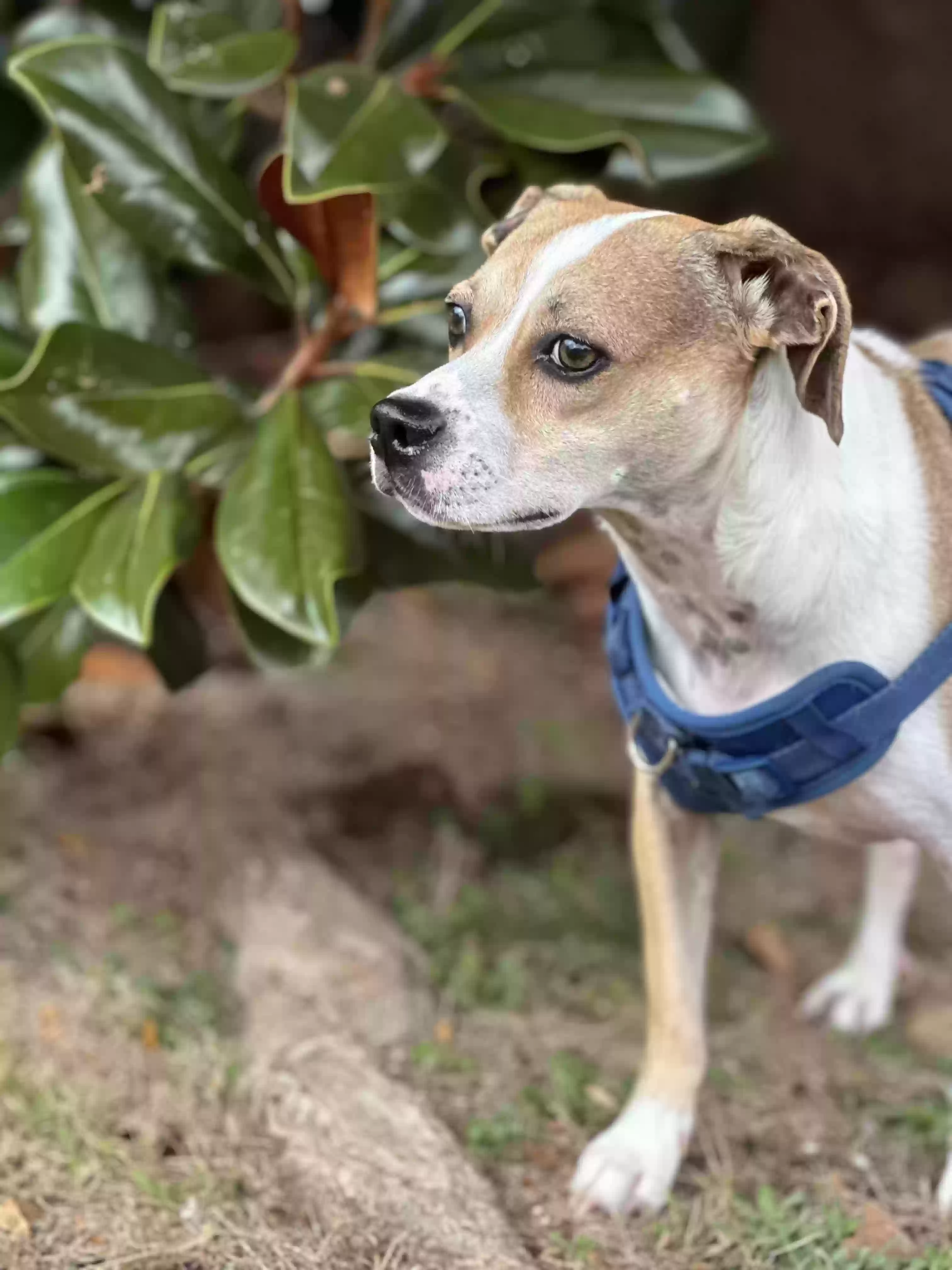 adoptable Dog in Lawrenceville,GA named Dasher