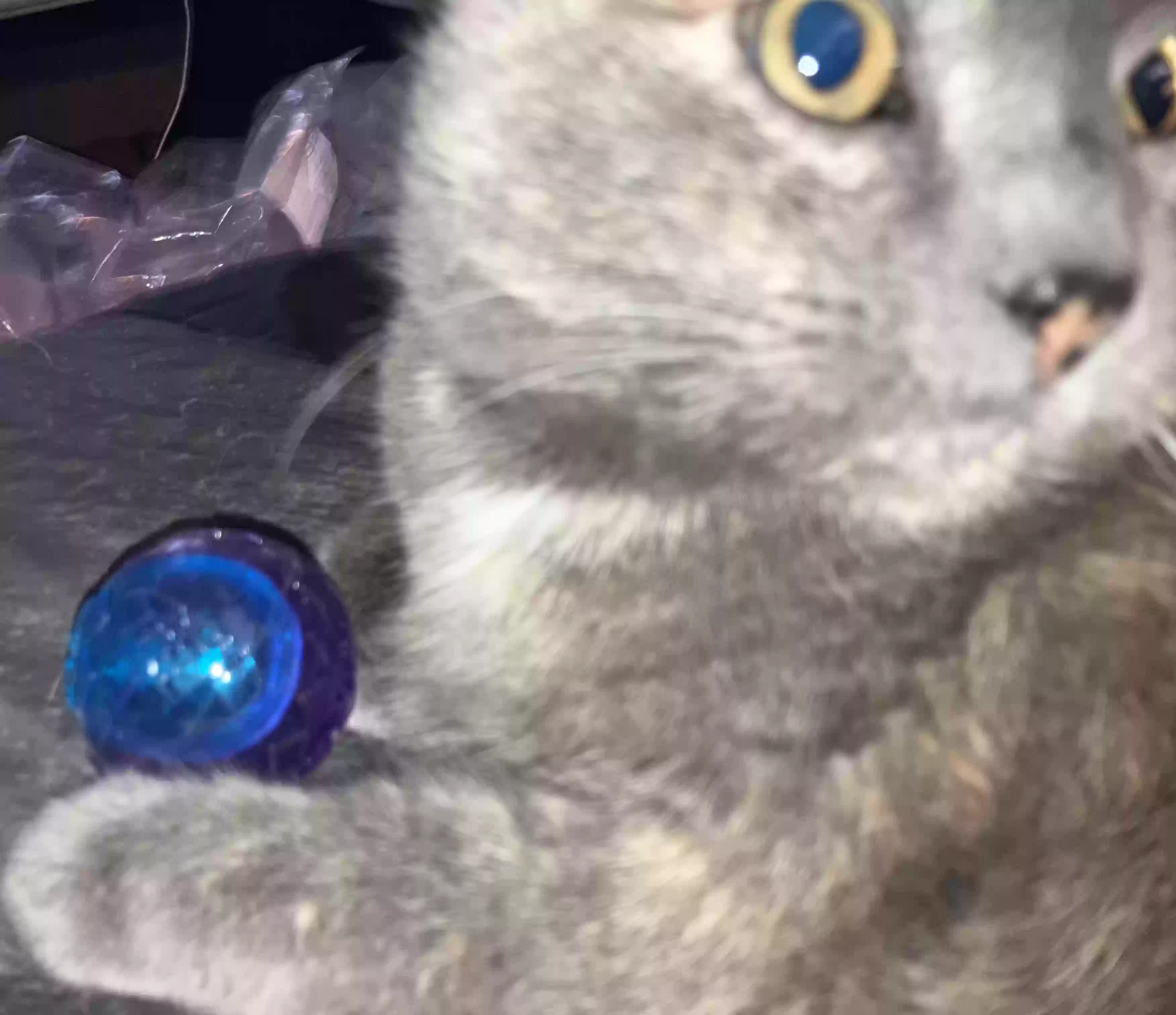 adoptable Cat in Saint Cloud,MN named Asia