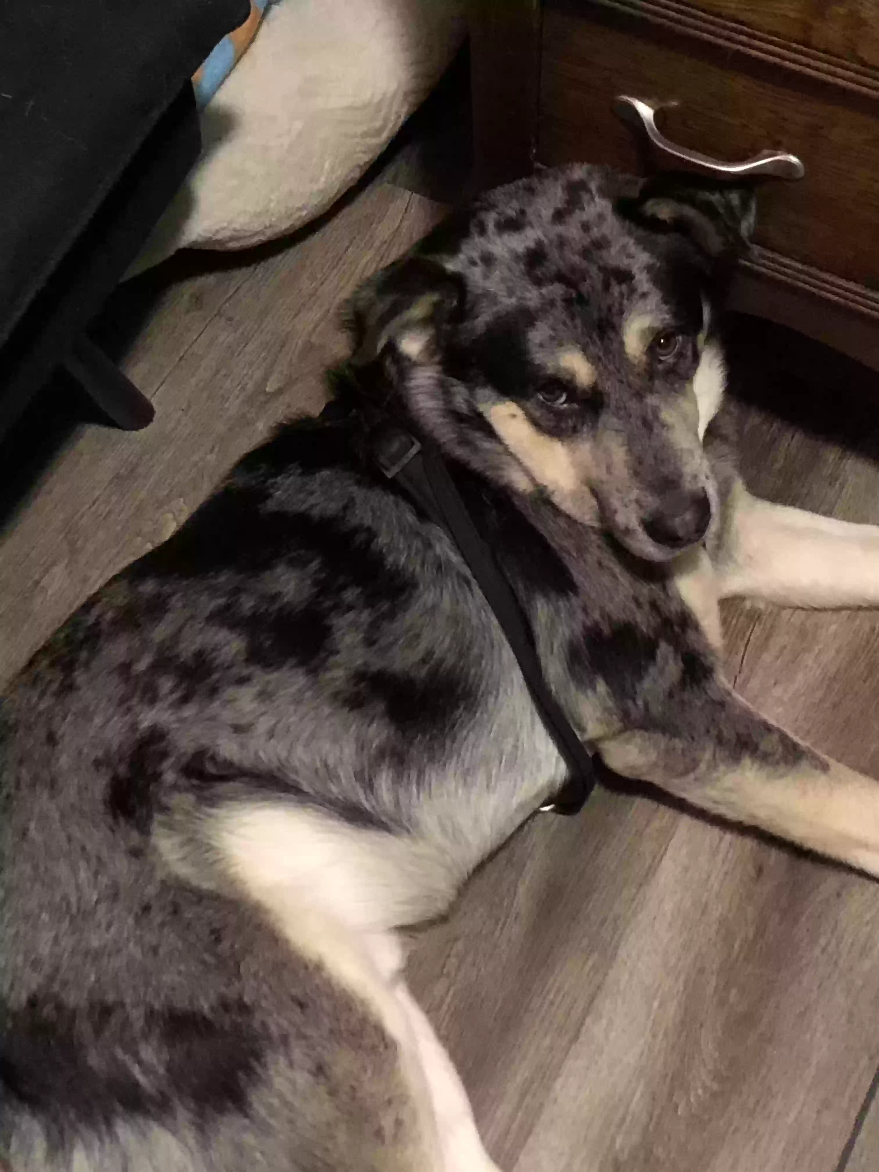 adoptable Dog in Arab,AL named Baine