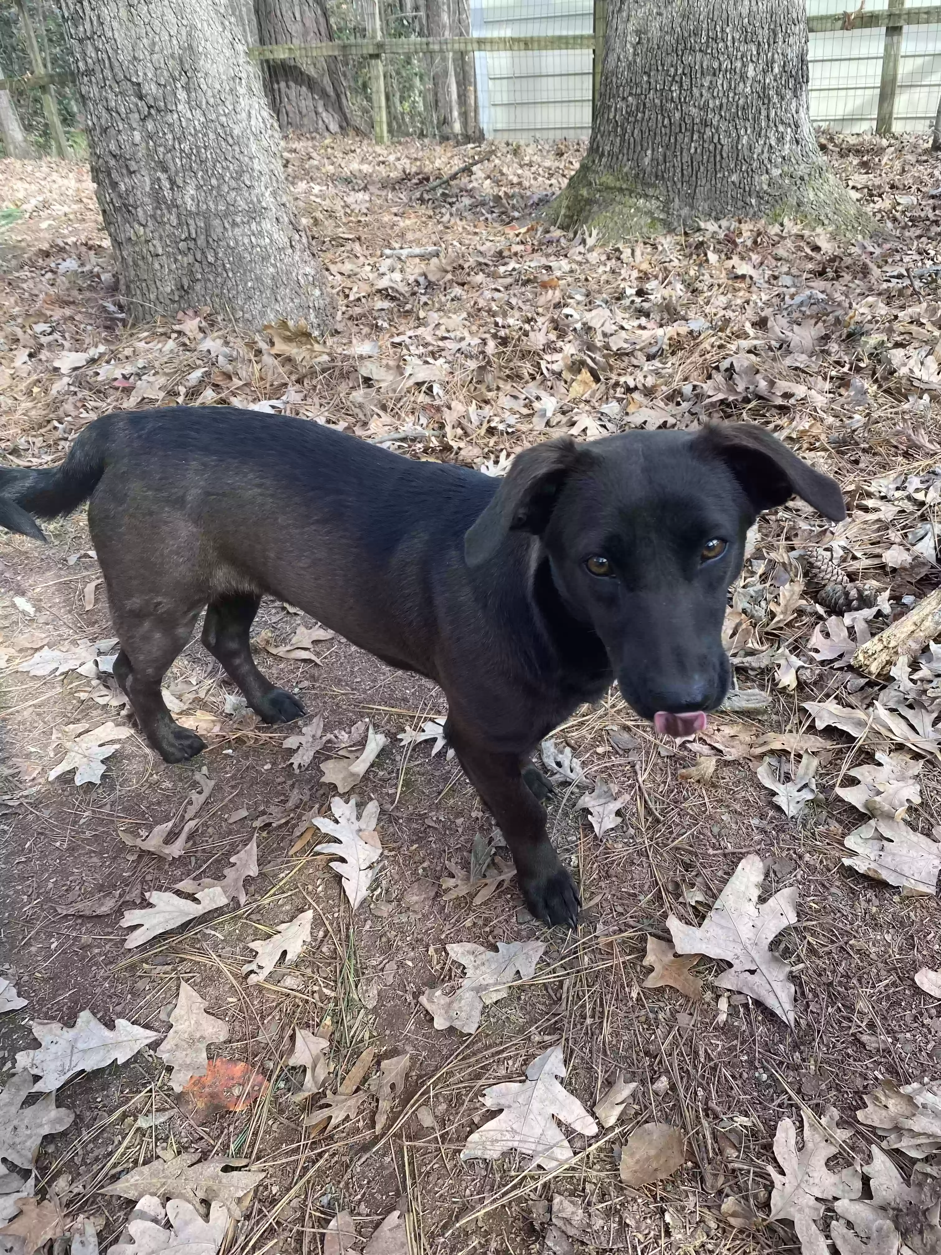 adoptable Dog in Zebulon,NC named Rosie