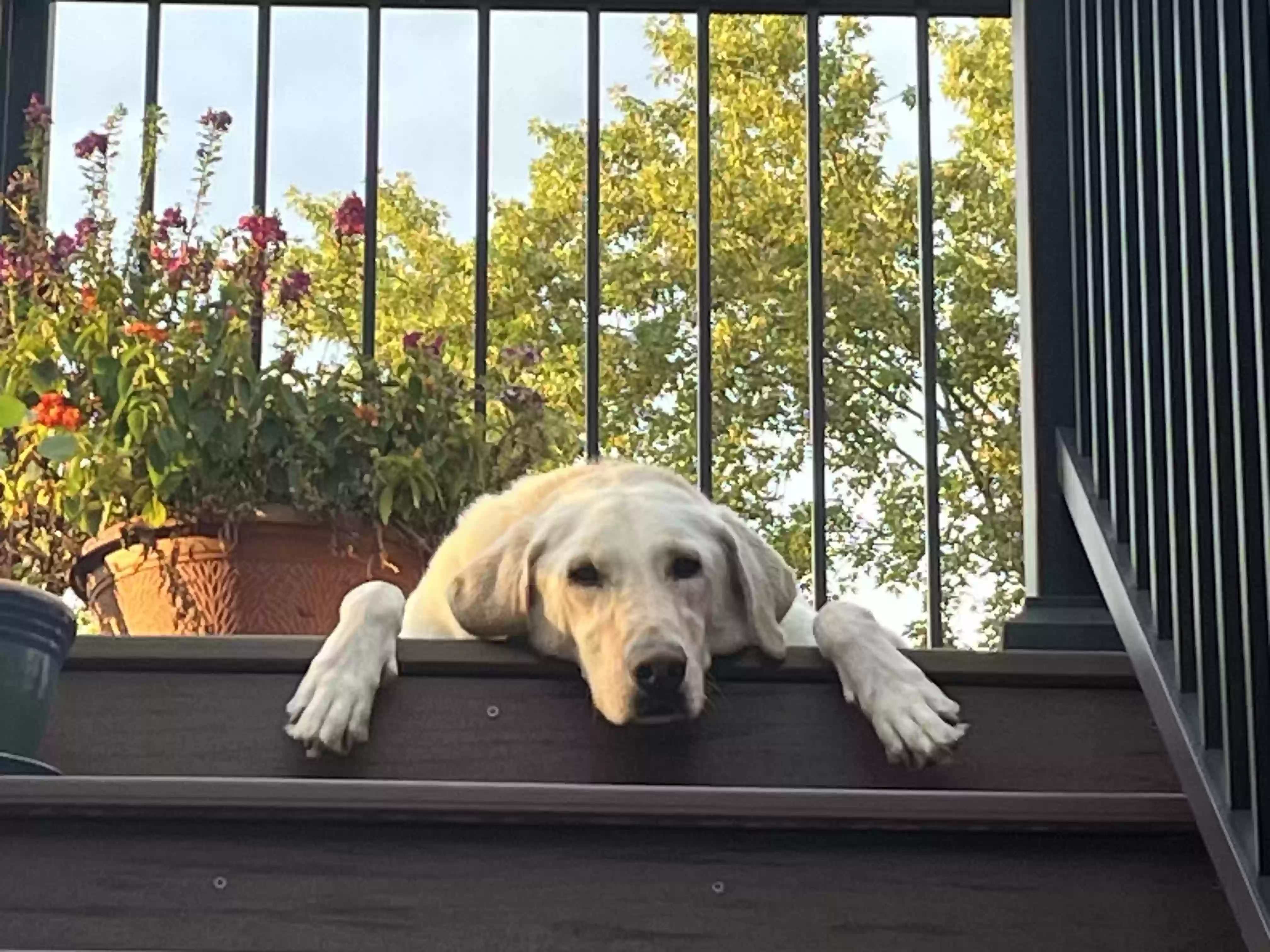 adoptable Dog in Hudson,WI named Leo