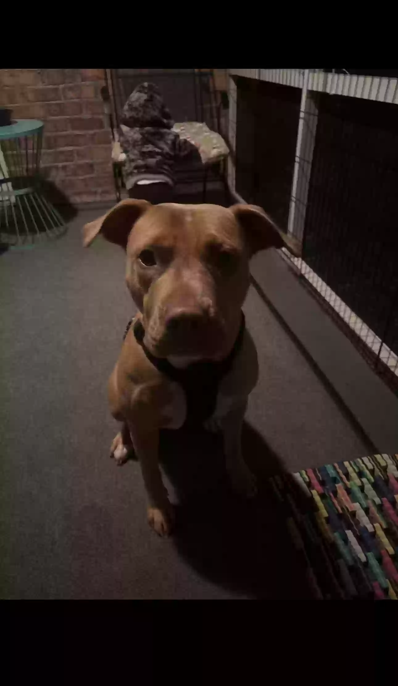 adoptable Dog in Myrtle Beach,SC named Nola