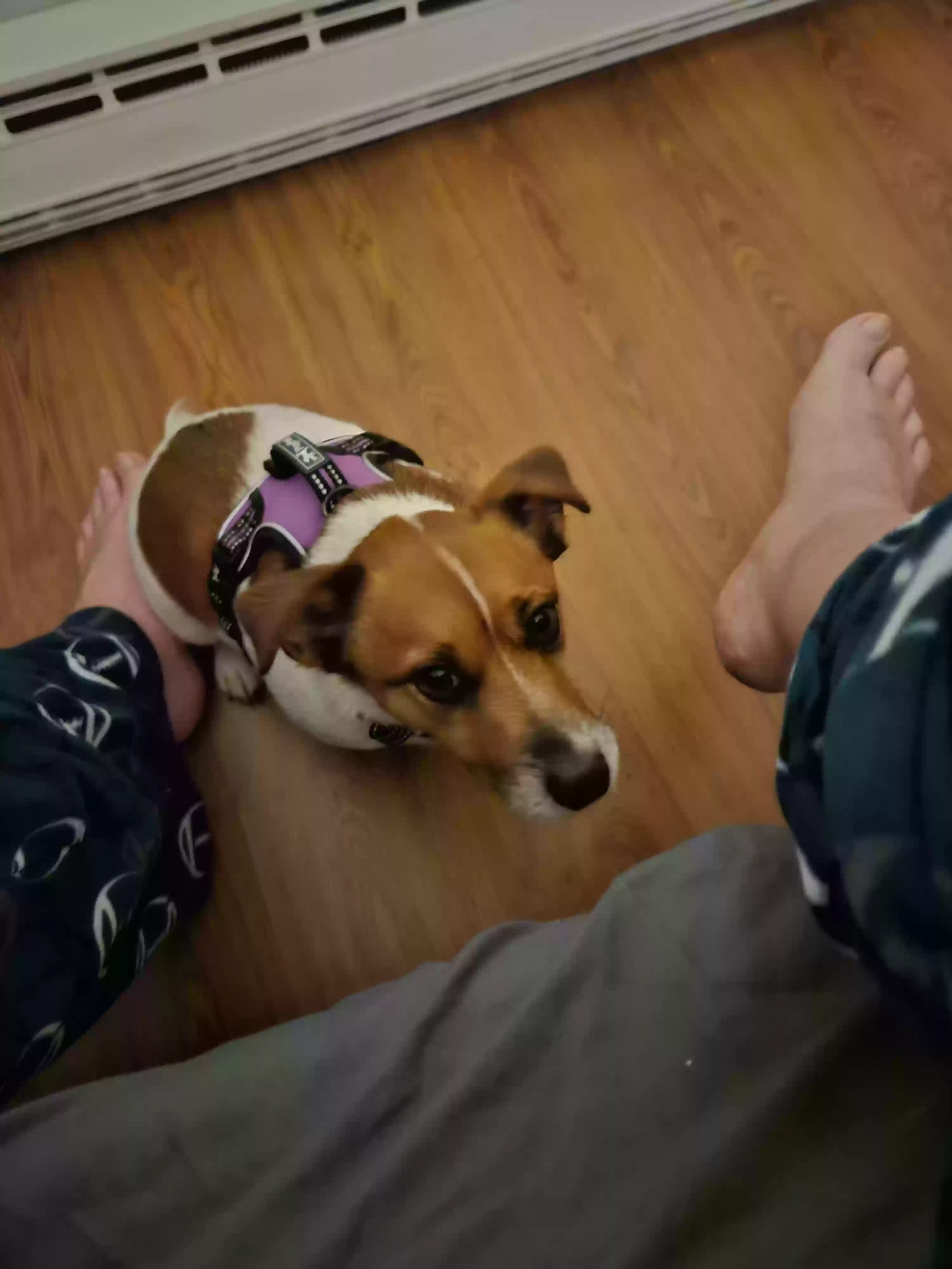 adoptable Dog in Palm Coast,FL named Jax