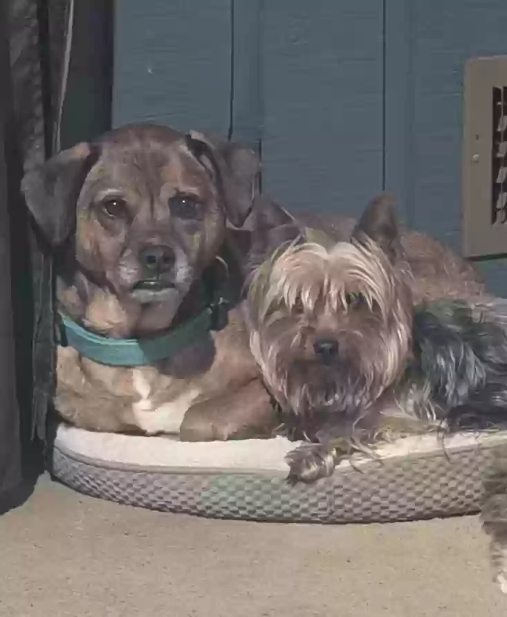 adoptable Dog in Marietta,GA named Guinness
