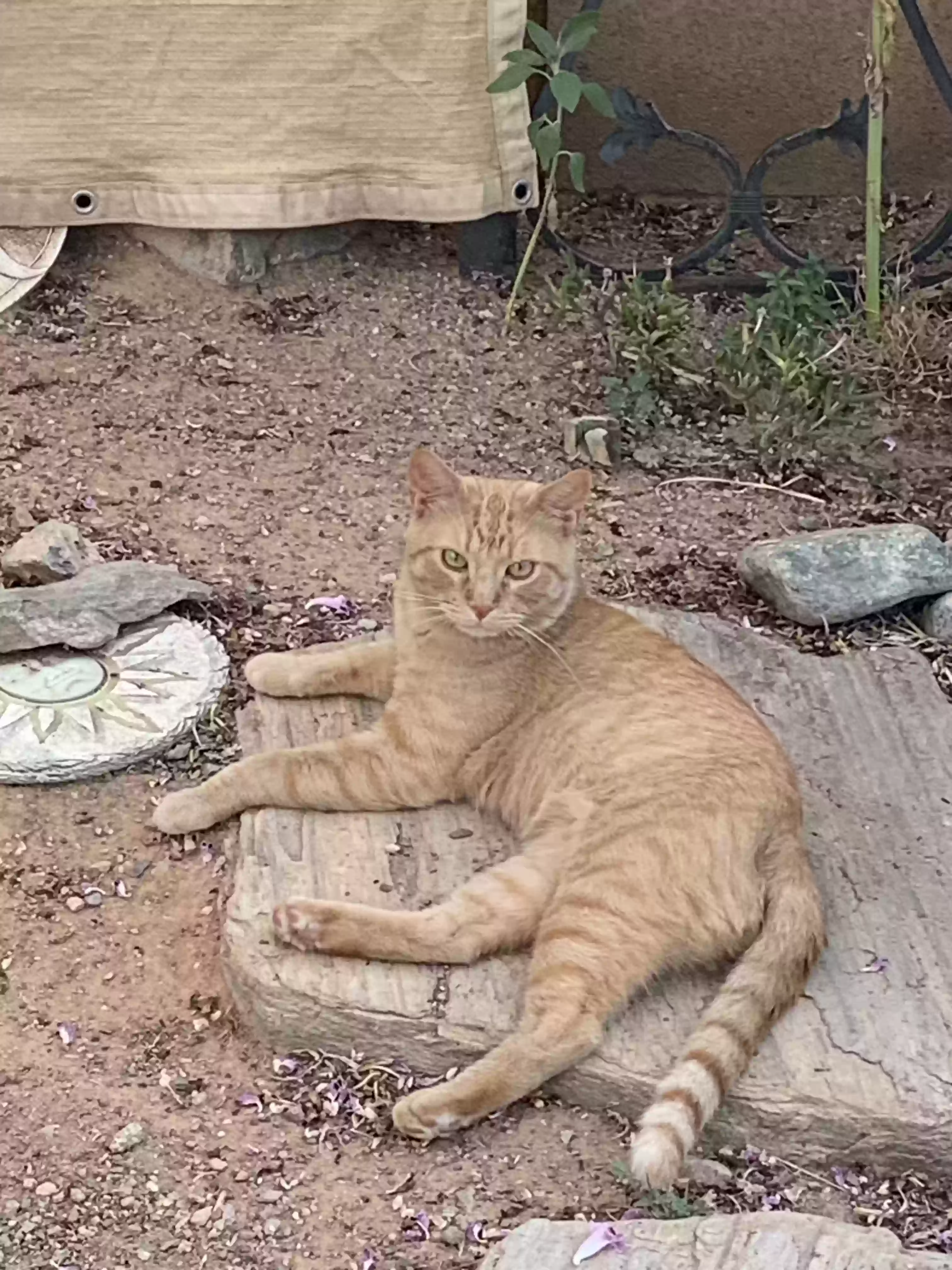 adoptable Cat in Phoenix,AZ named Stray