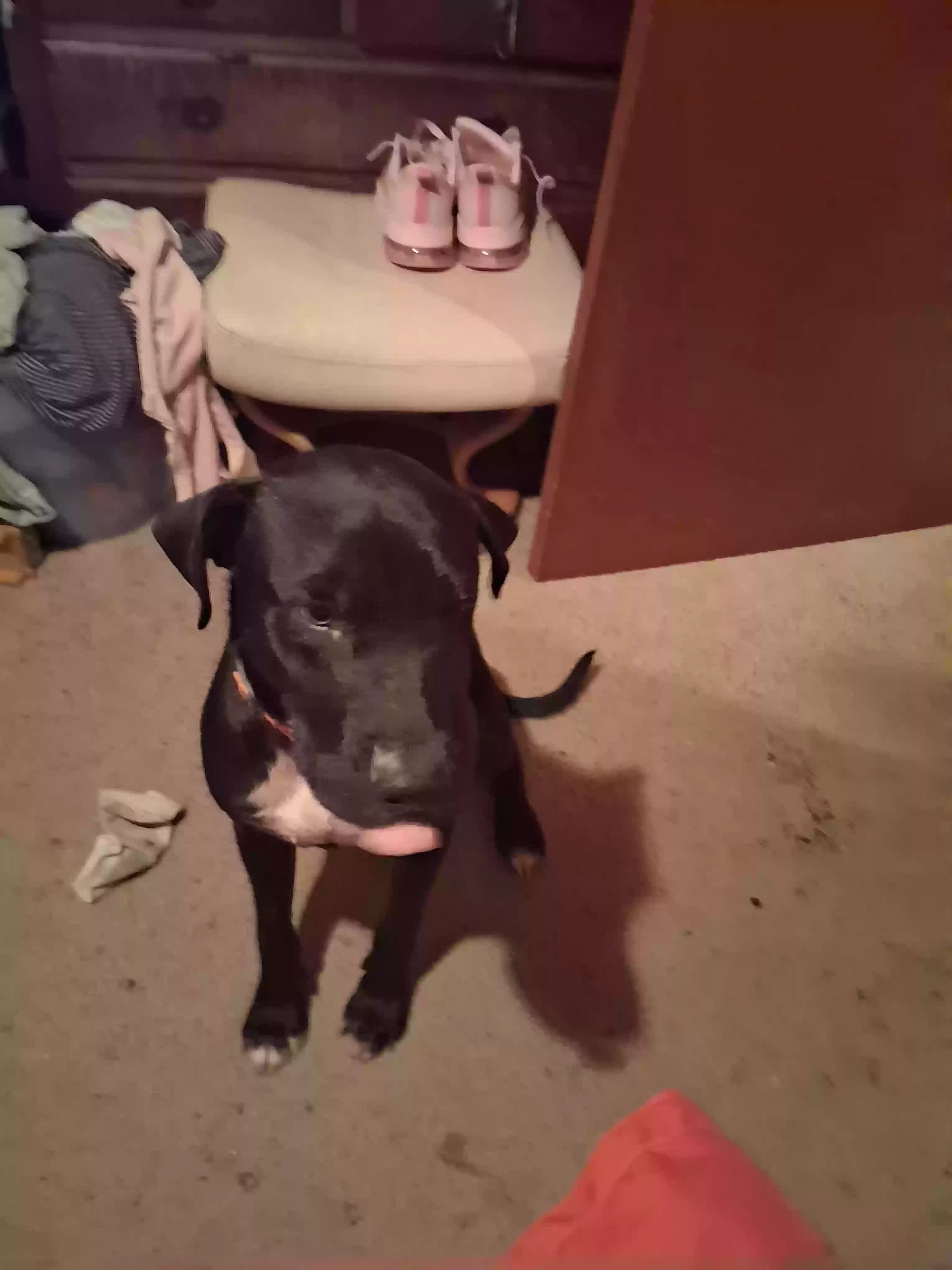 adoptable Dog in Cleveland,TX named Ozzy