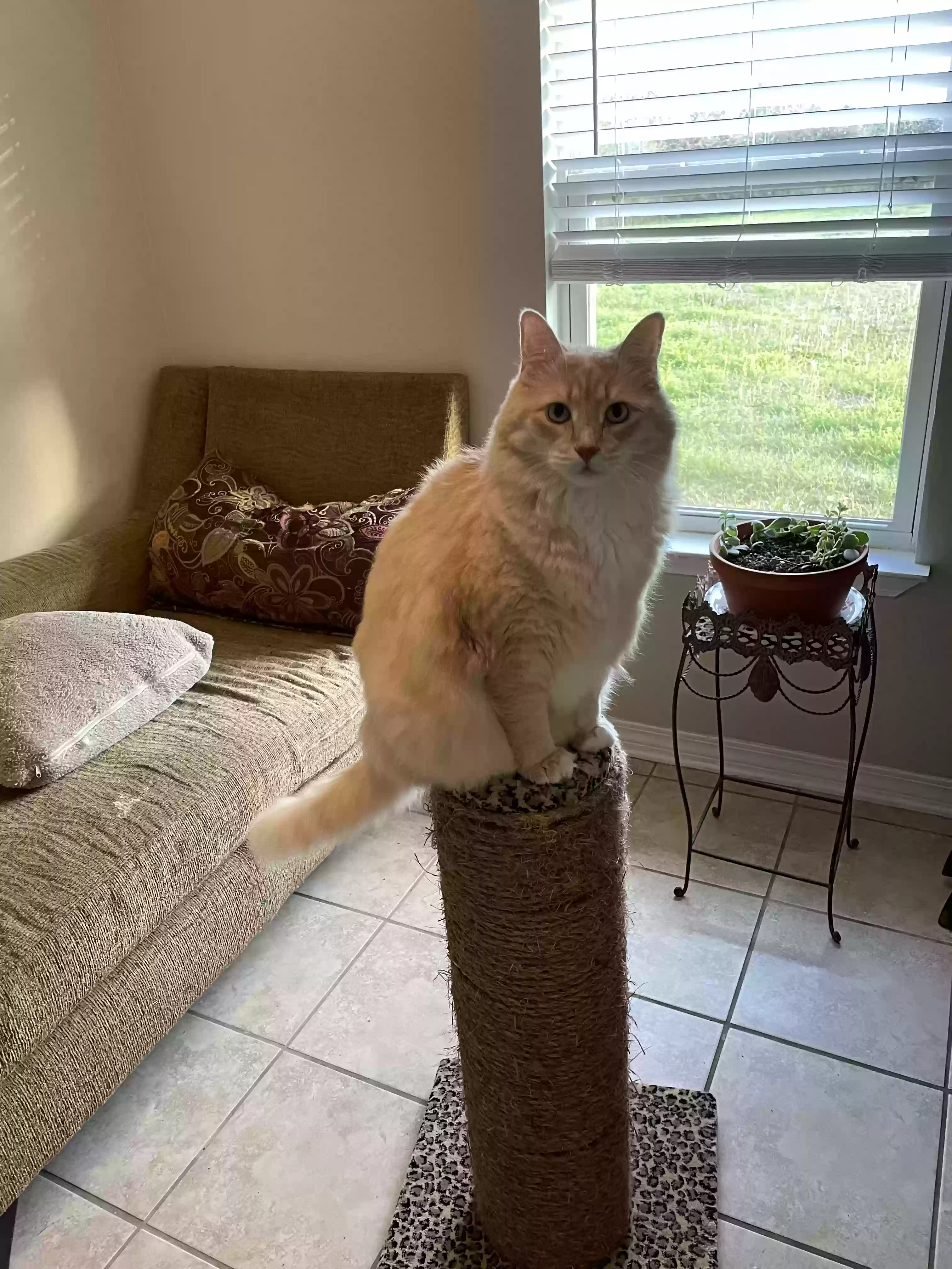 adoptable Cat in Foley,AL named Felix