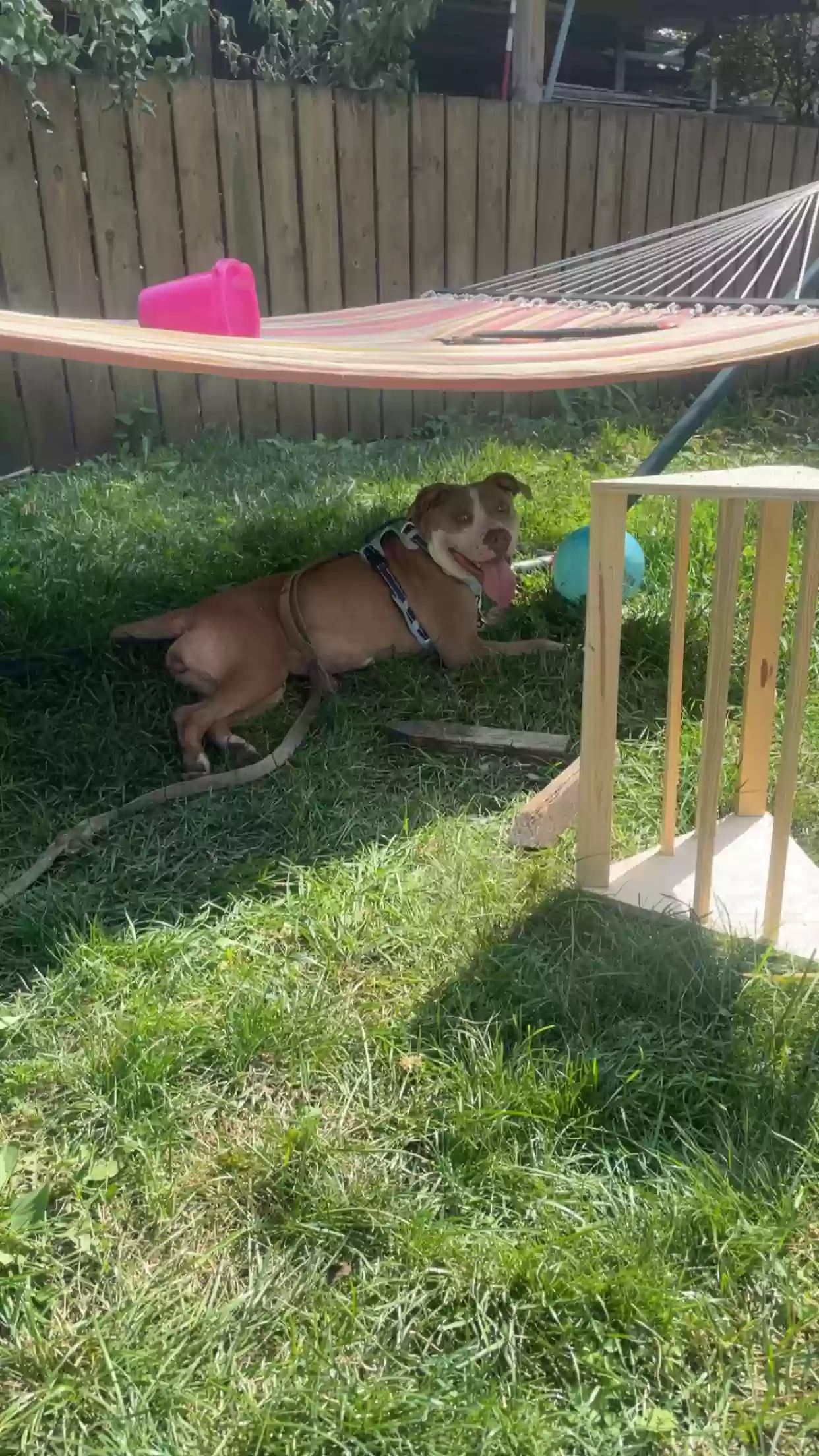 adoptable Dog in Wellsburg,IA named Winnie