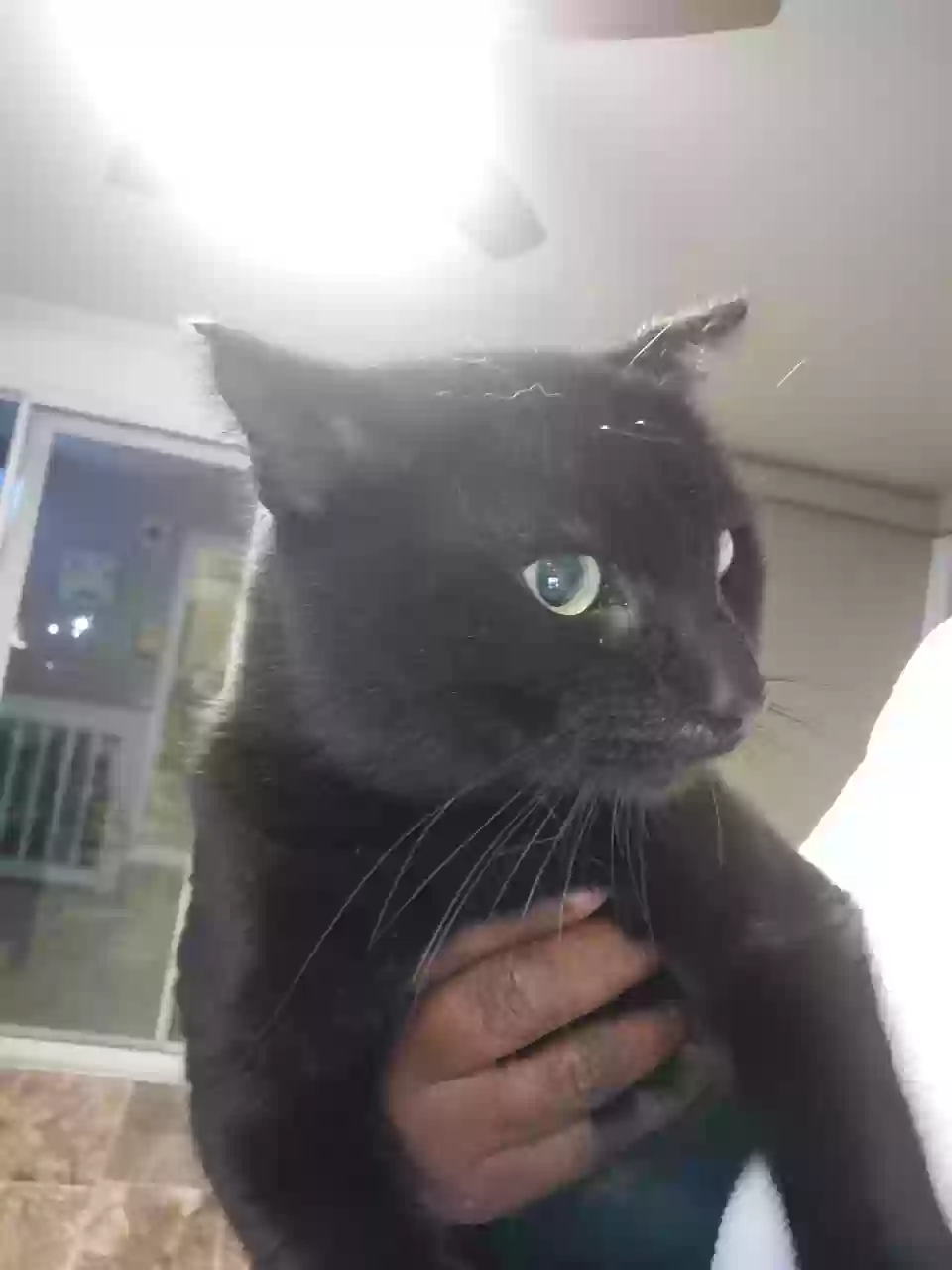 adoptable Cat in Jonesboro,GA named Smokey