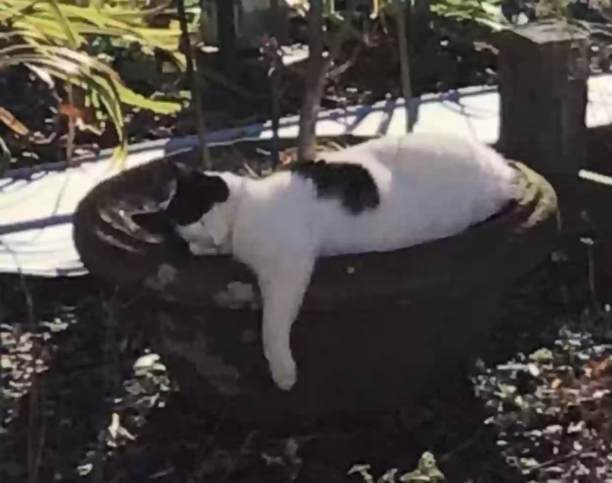 adoptable Cat in Loudon,TN named Nala