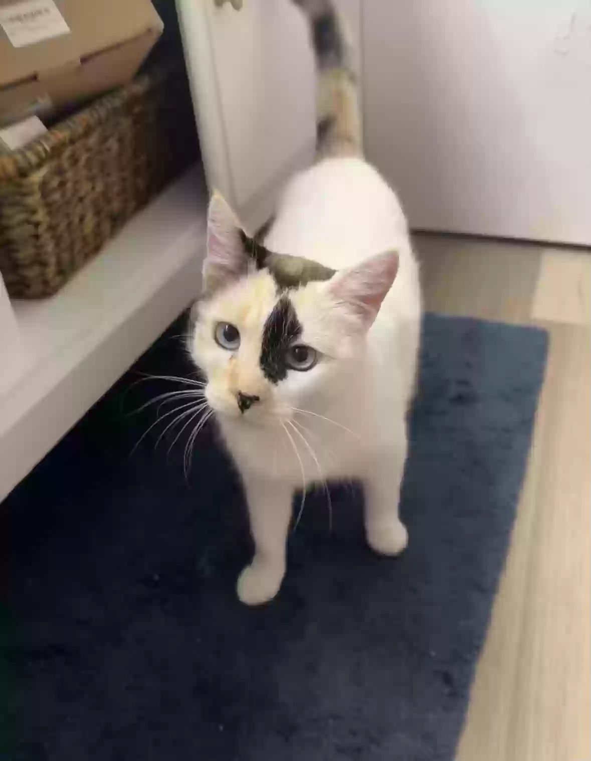 adoptable Cat in Redondo Beach,CA named Gracie