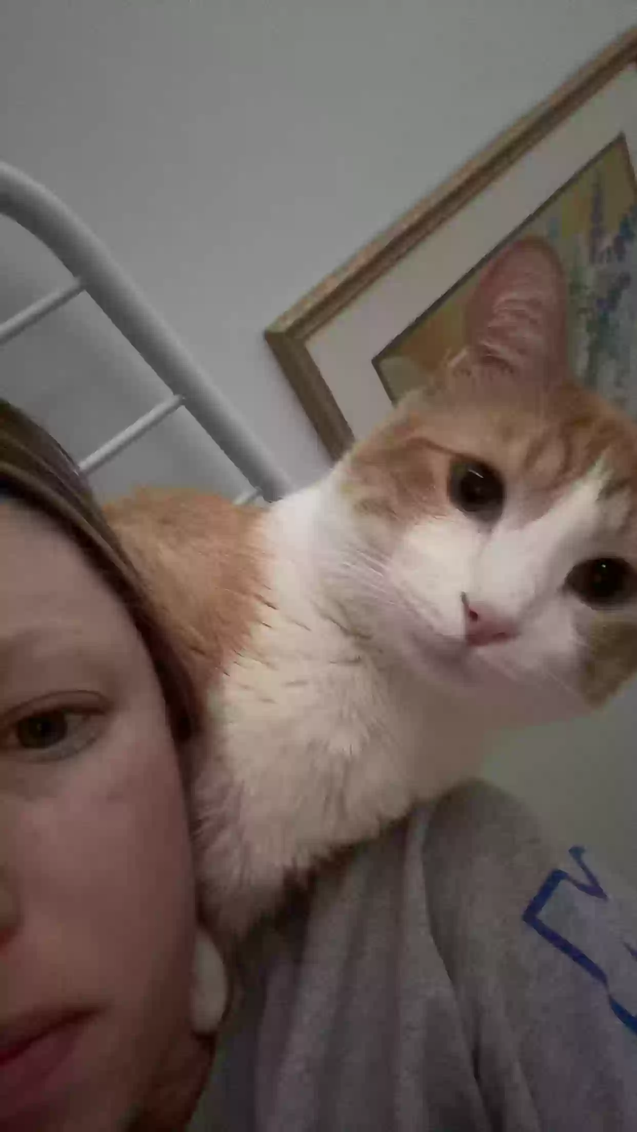 adoptable Cat in San Clemente,CA named Howard