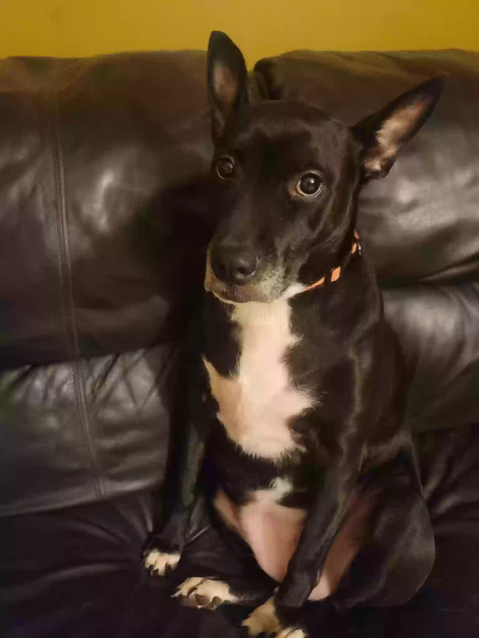 adoptable Dog in Snellville,GA named Brooklyn