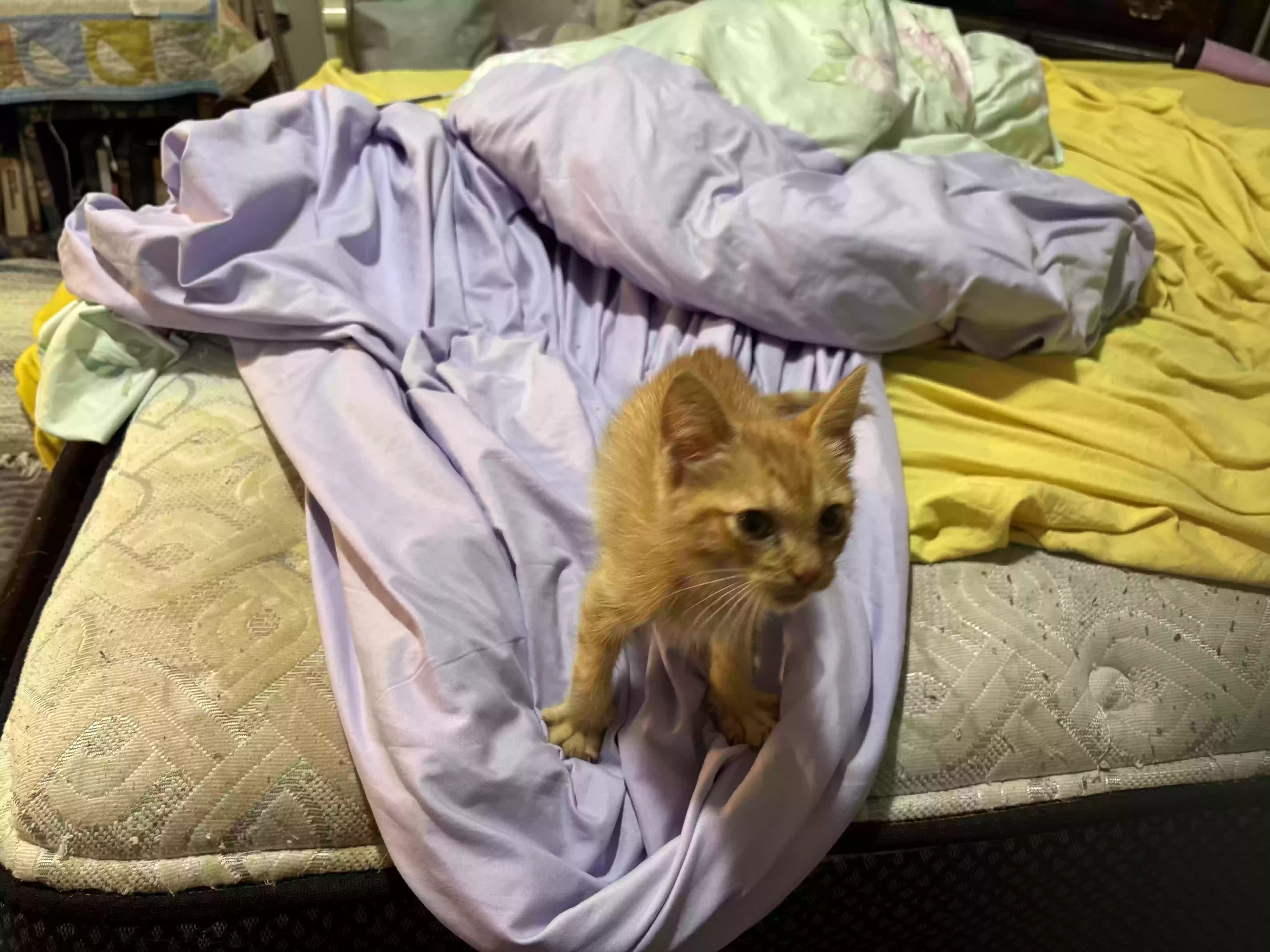 adoptable Cat in Meridian,MS named Finn