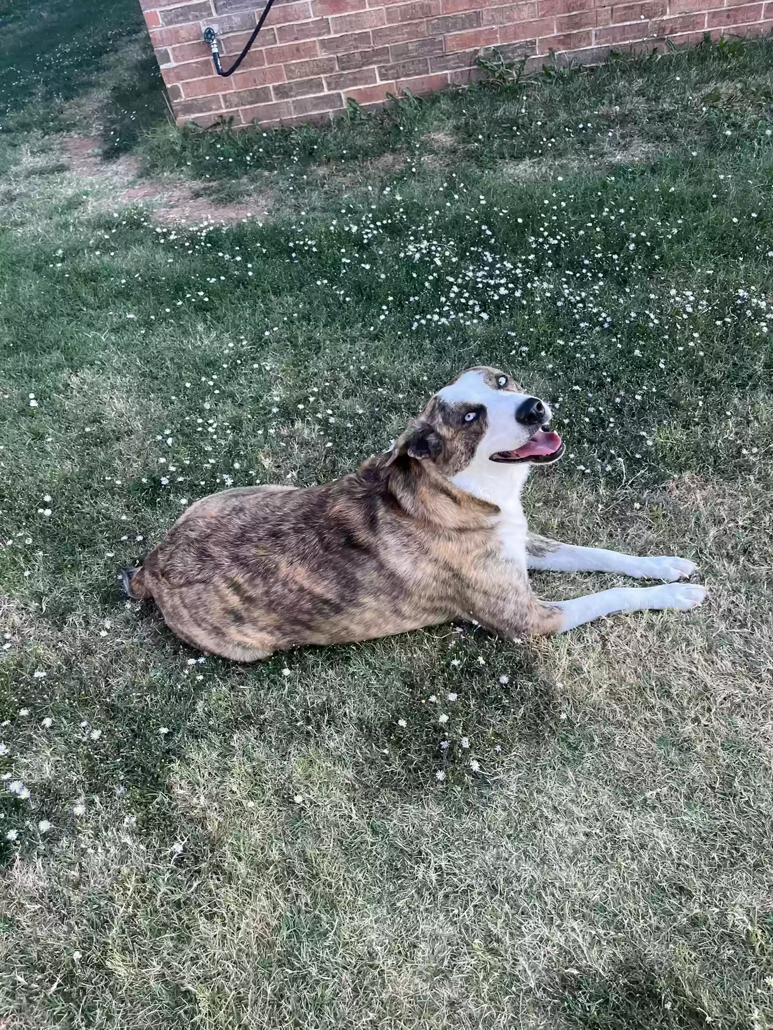 adoptable Dog in Yukon,OK named Astrid