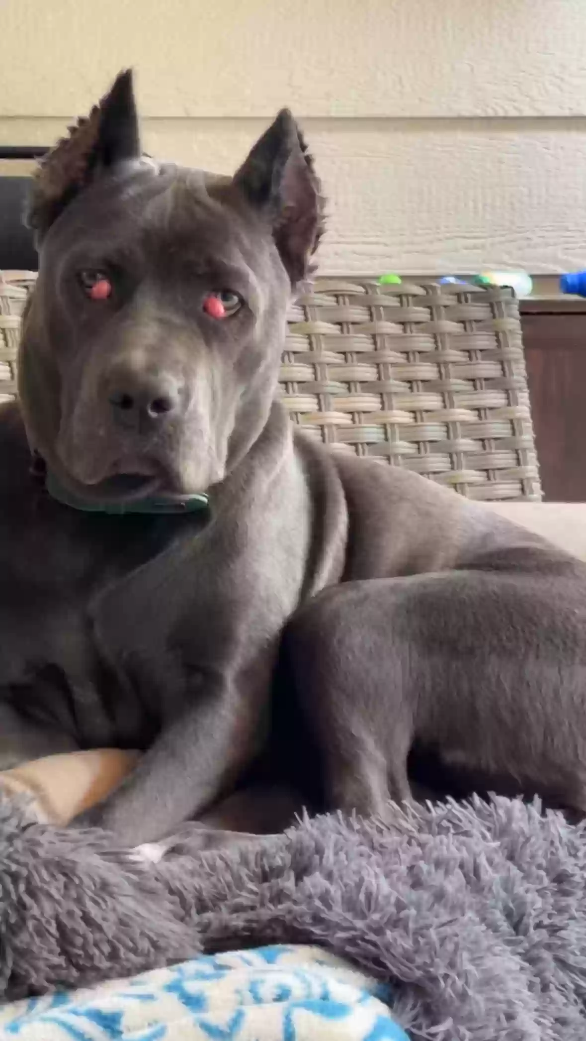 adoptable Dog in Kingwood,TX named Storm
