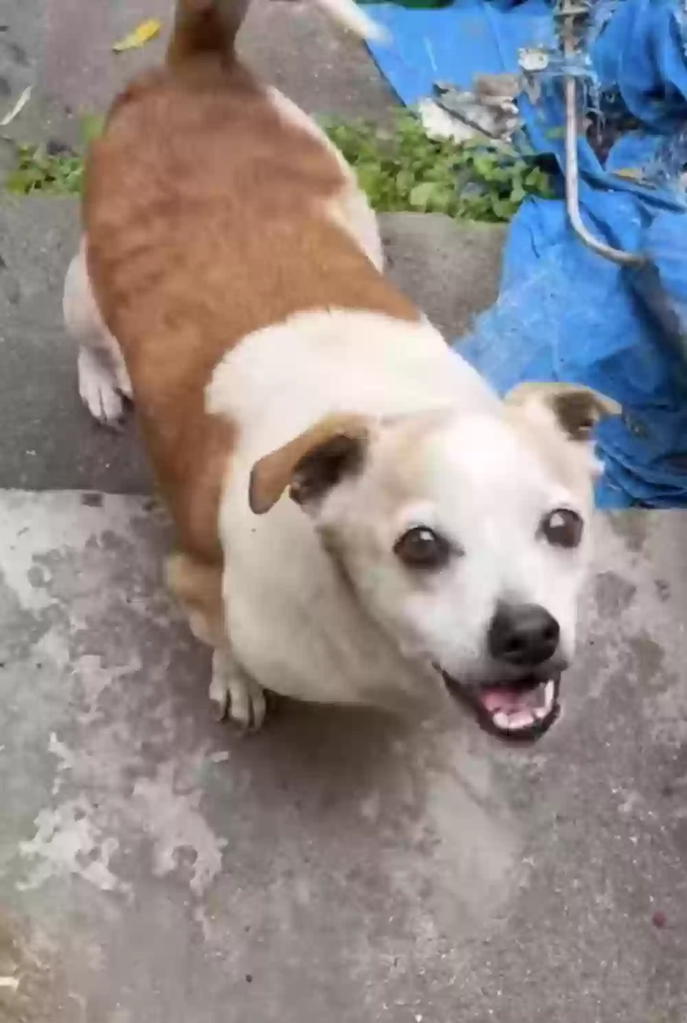 adoptable Dog in Fresno,CA named Charlie