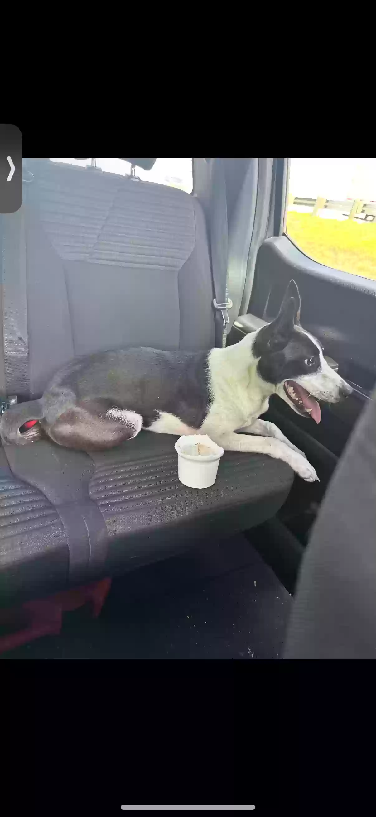 adoptable Dog in San Antonio,TX named Olive
