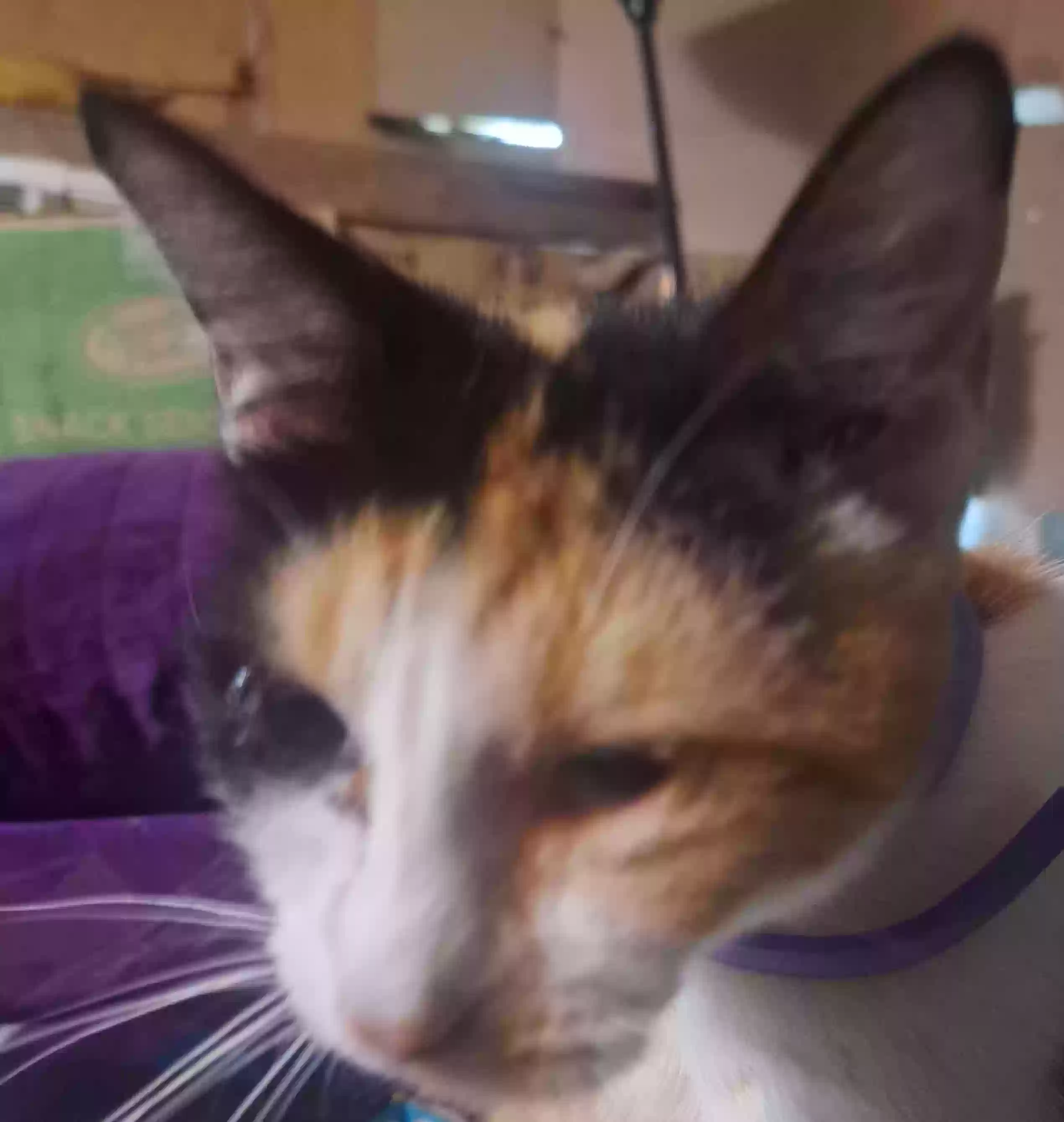 adoptable Cat in Coffeyville,KS named Queenie