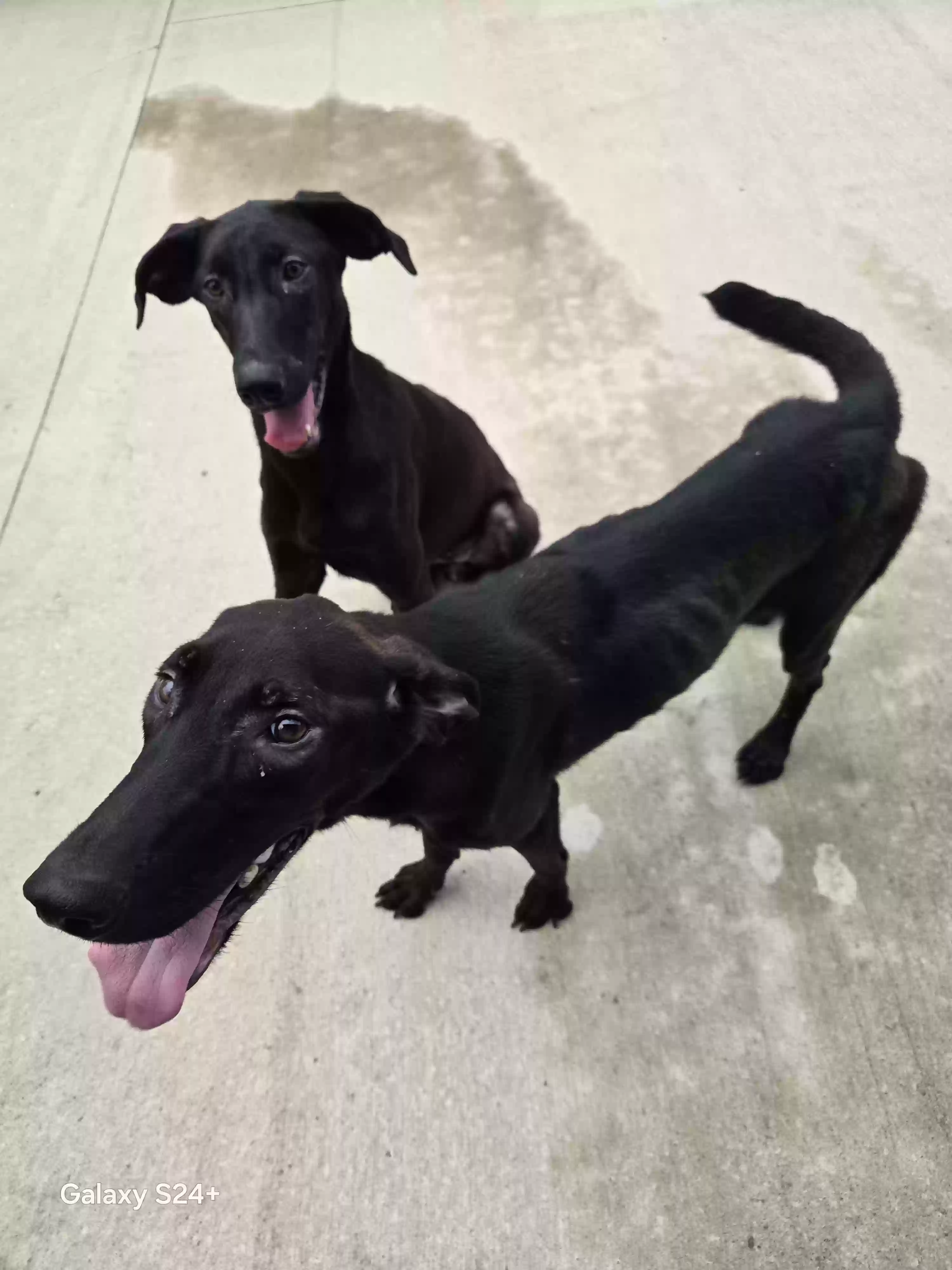 adoptable Dog in Coker,AL named Pita and Bonny