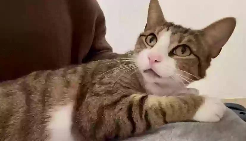 adoptable Cat in Fort Lauderdale,FL named Penelope