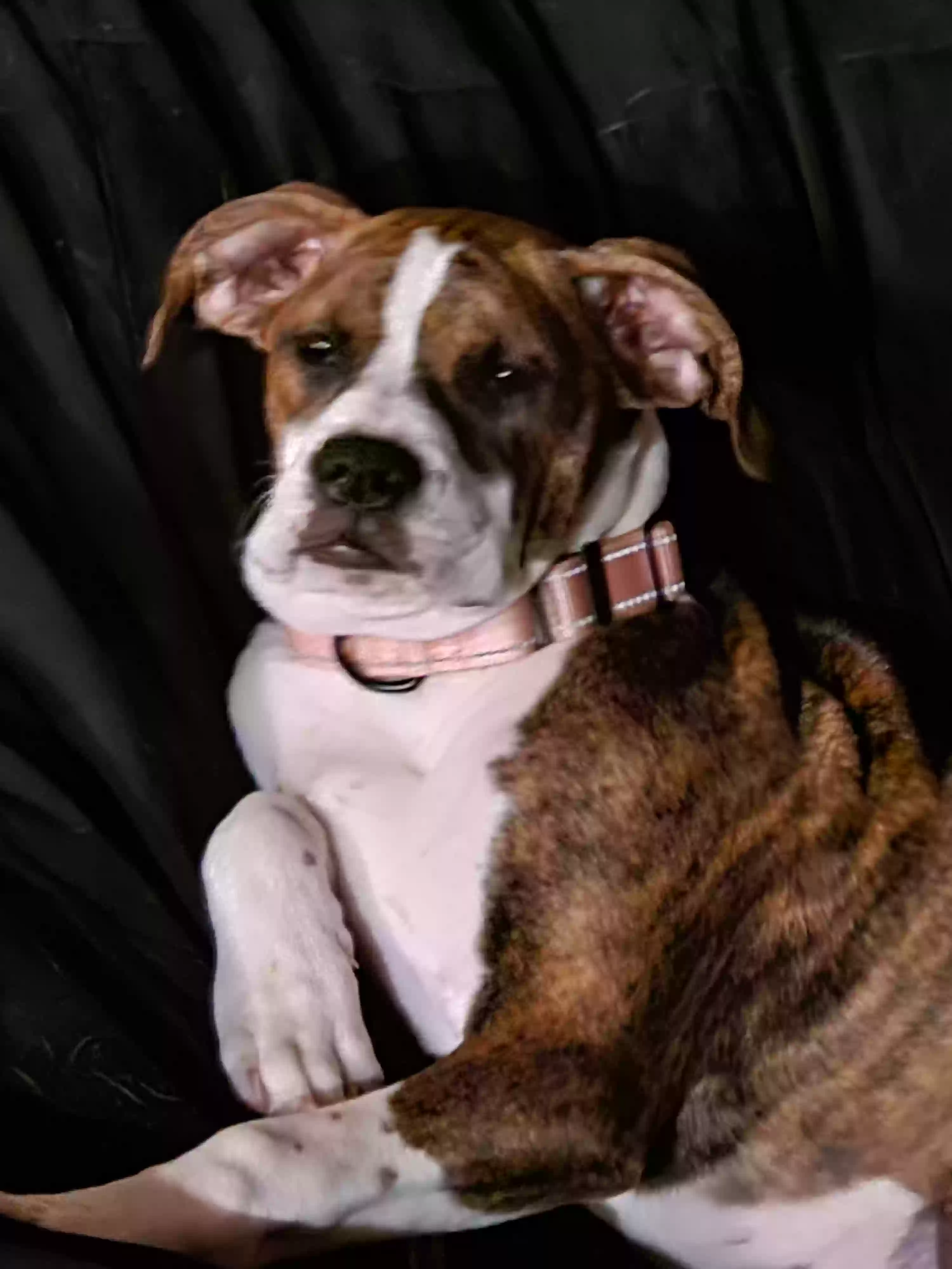 adoptable Dog in Hartford,KY named Bailey