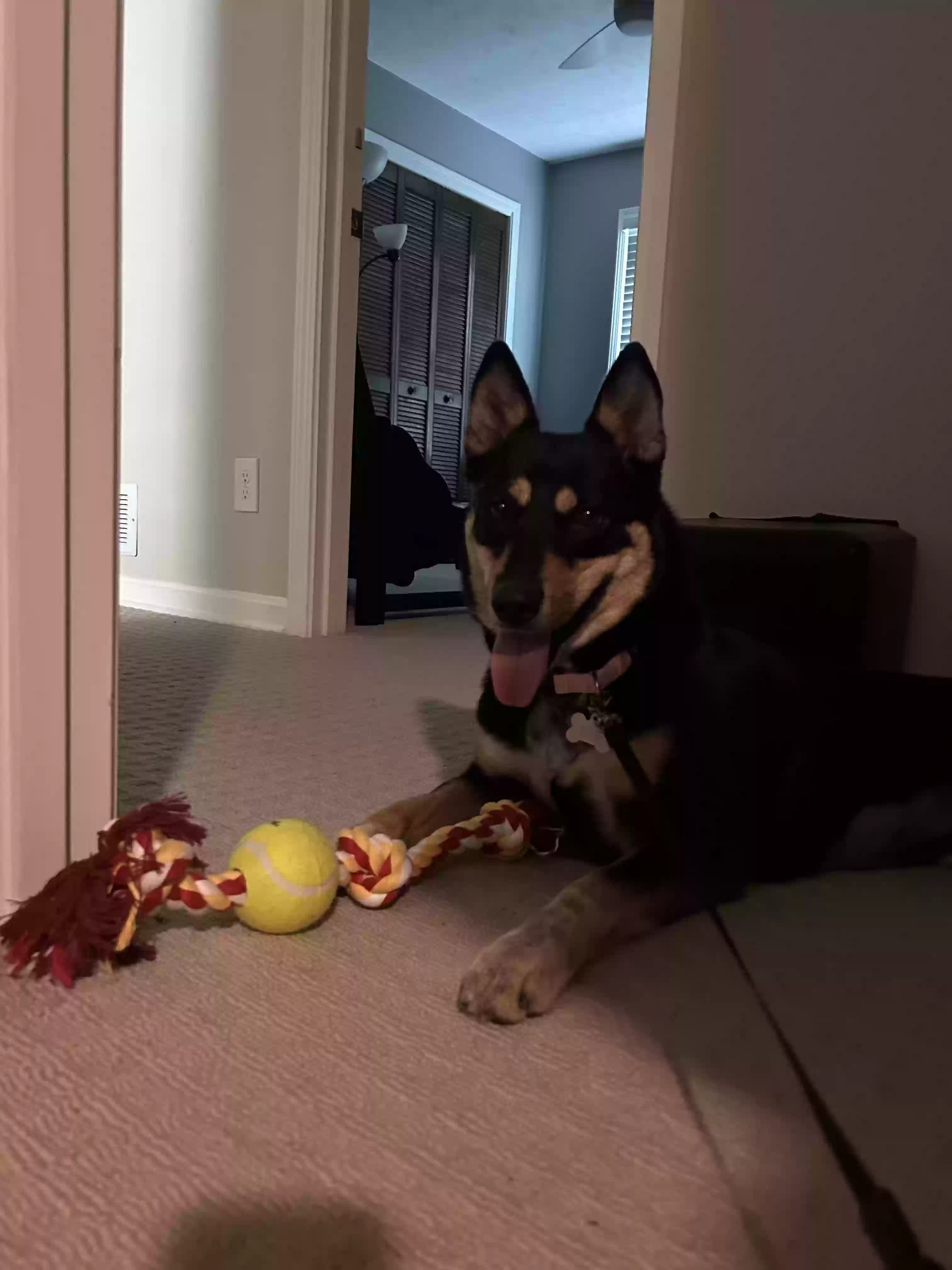 adoptable Dog in Lilburn,GA named Eve