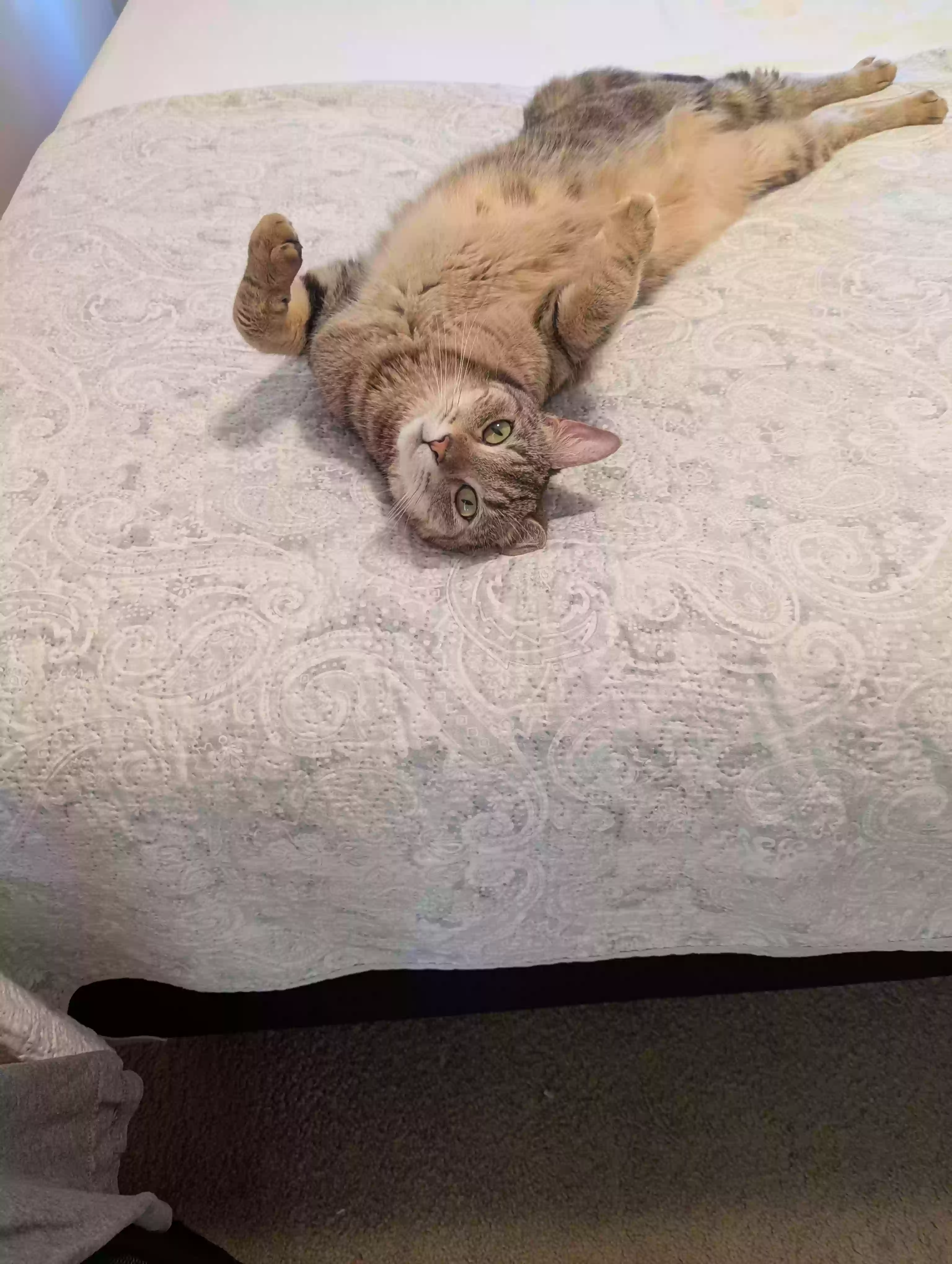 adoptable Cat in Naples,FL named KIKI