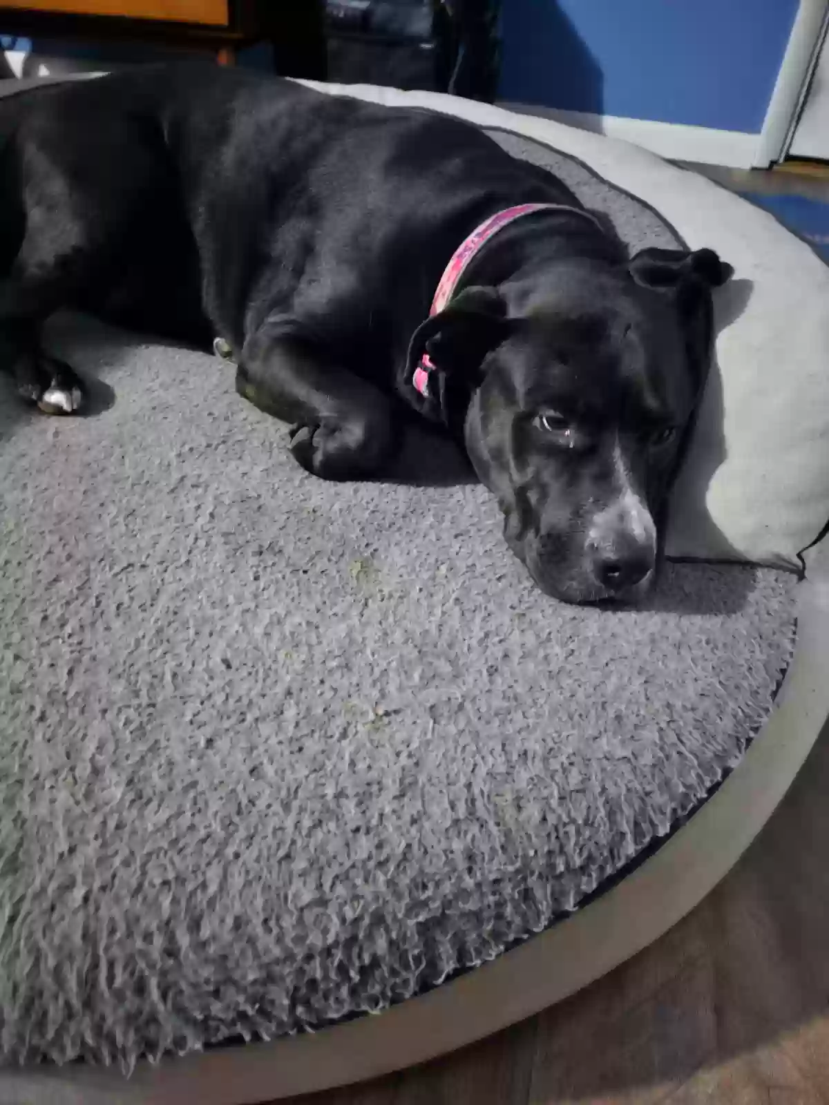 adoptable Dog in West Des Moines,IA named Bena