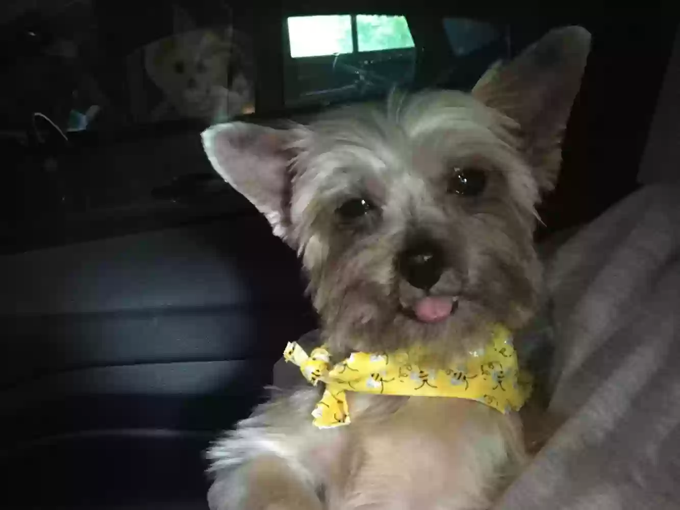 adoptable Dog in West Harrison,IN named Molly