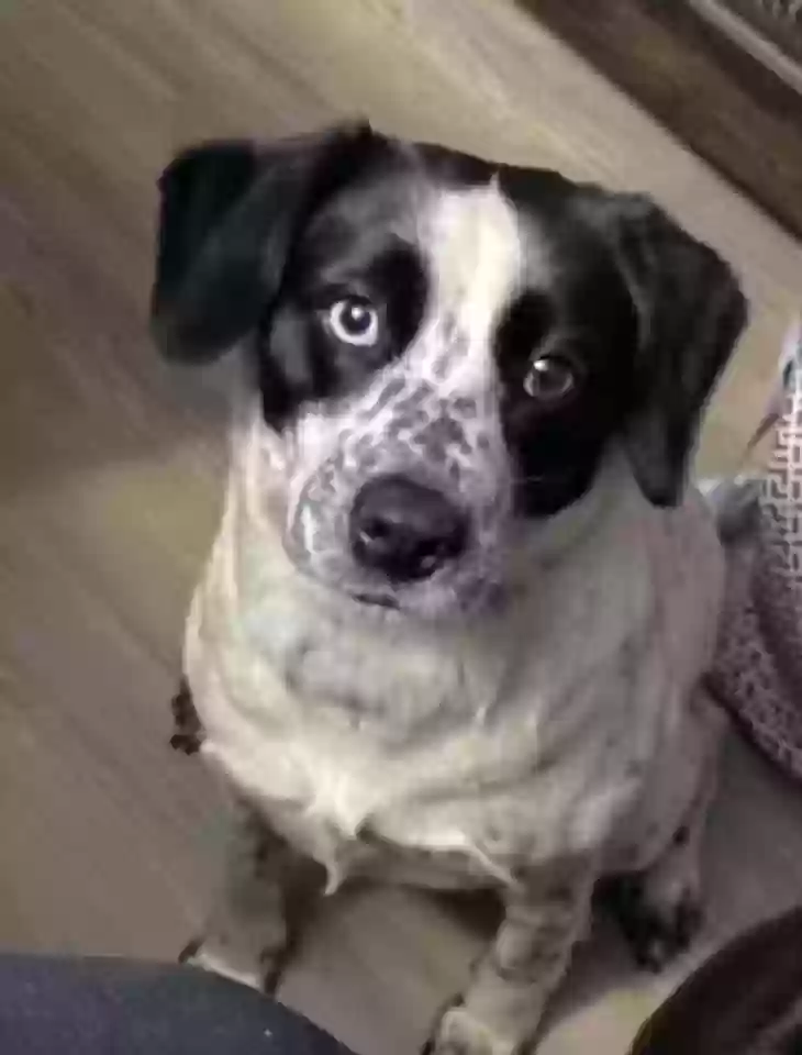 adoptable Dog in Snellville,GA named Vanilla Bean