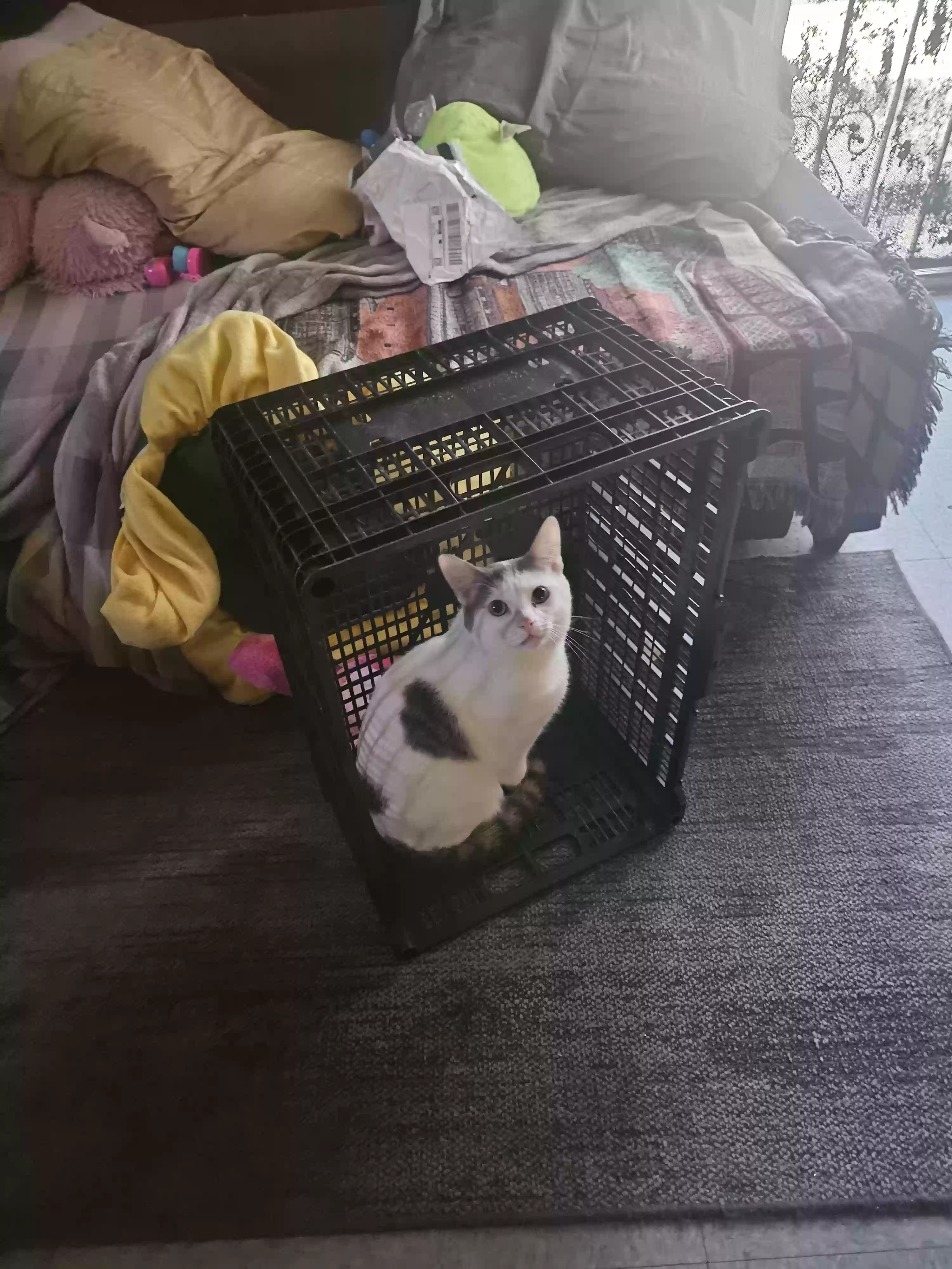 adoptable Cat in Long Beach,CA named Oreo