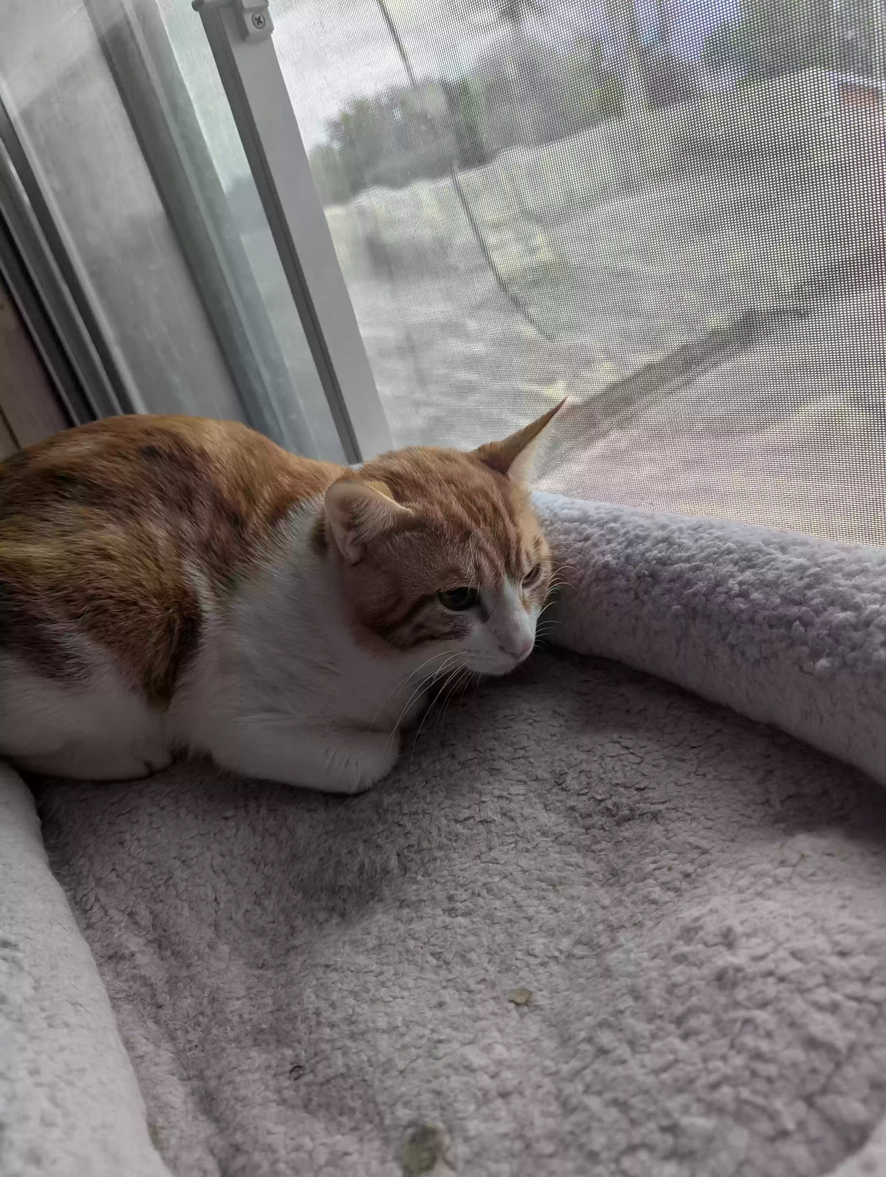adoptable Cat in Little River Academy,TX named Murphy