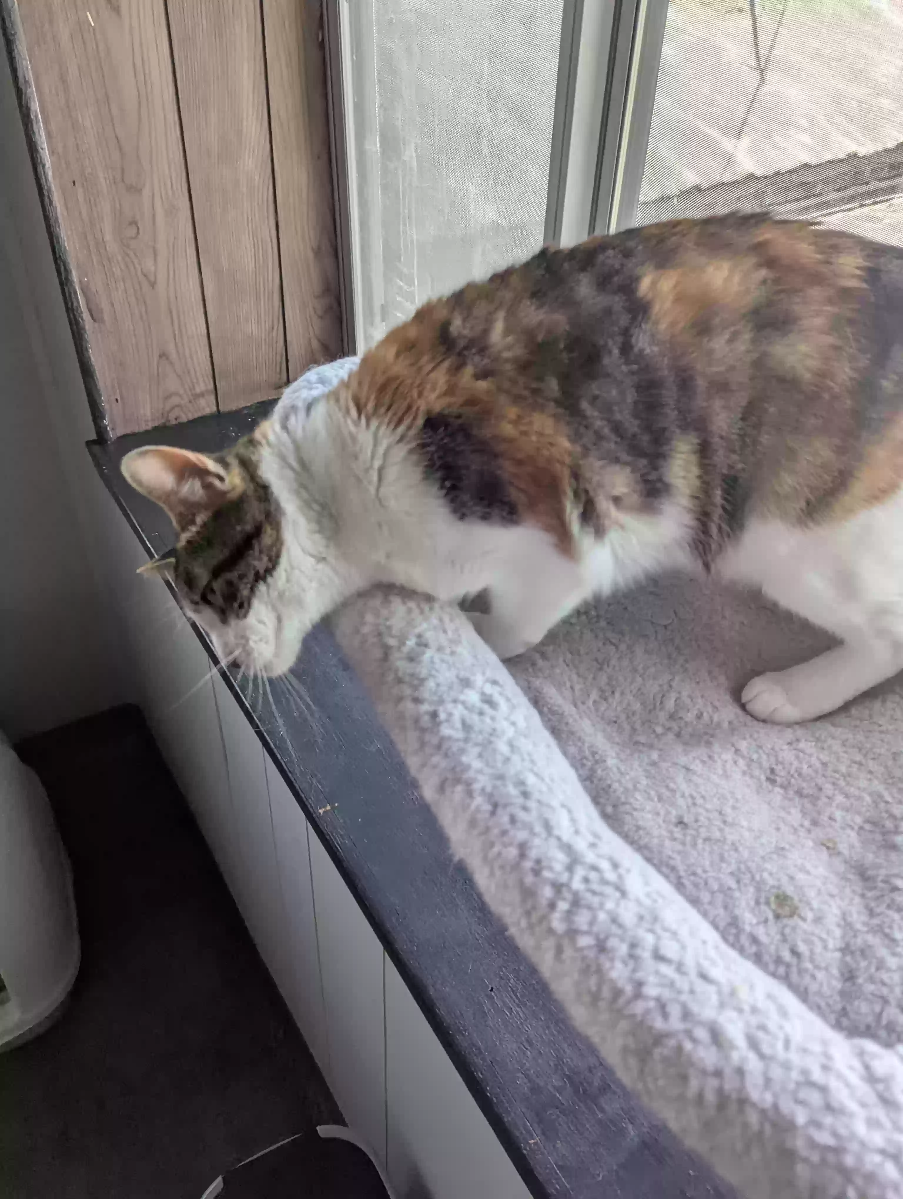 adoptable Cat in Little River Academy,TX named Honey