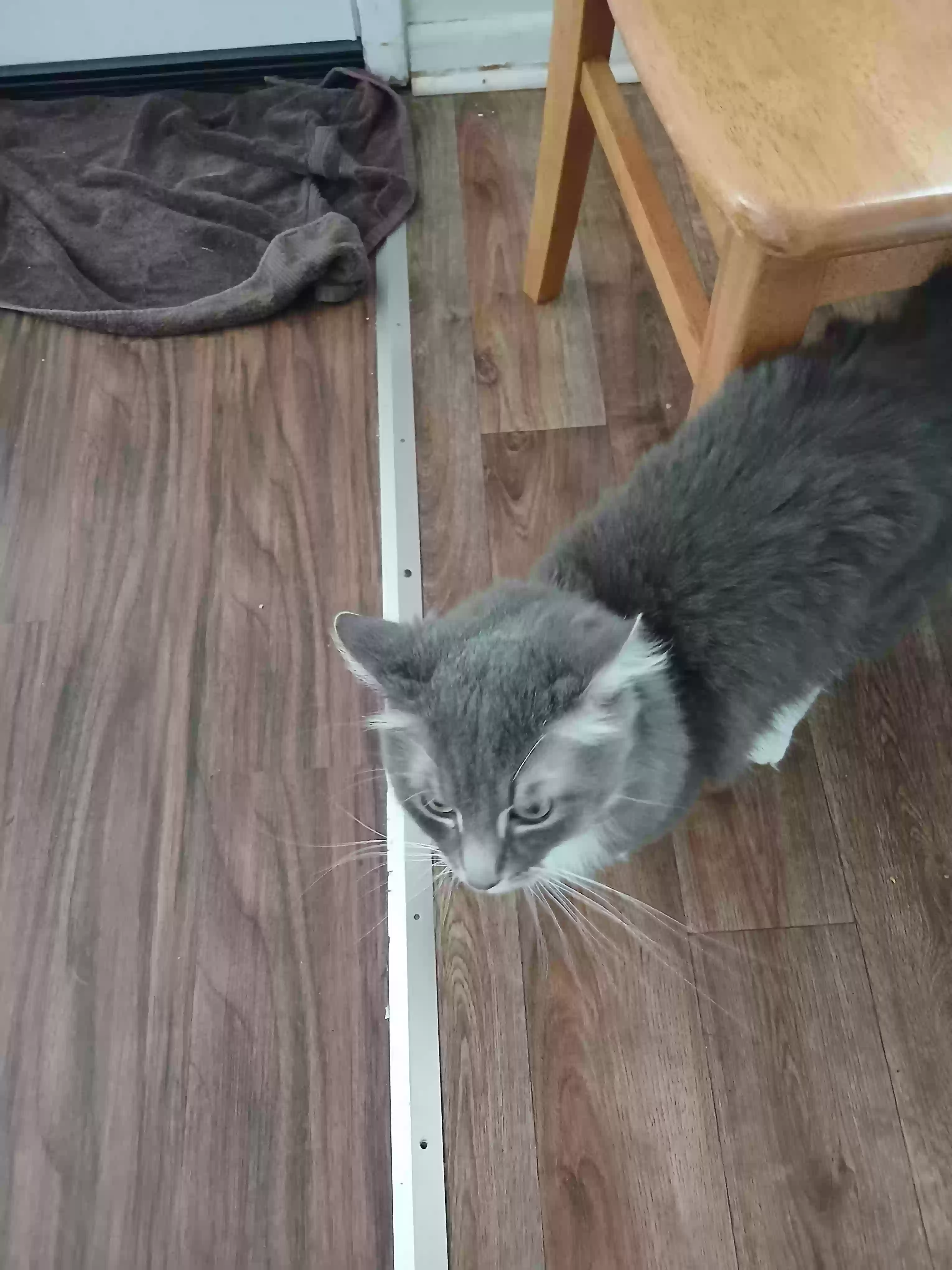 adoptable Cat in Panama City,FL named Banyon B