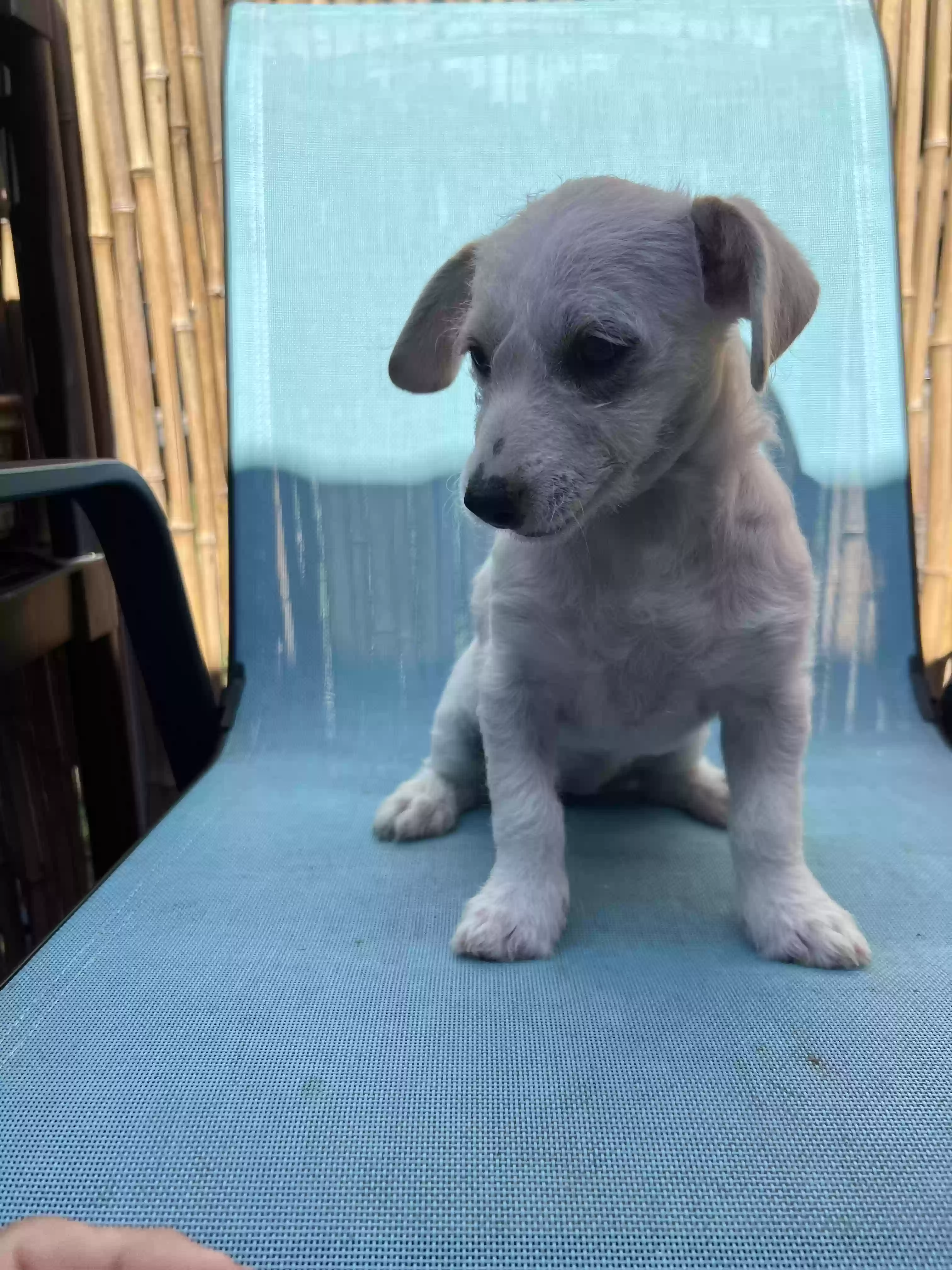 adoptable Dog in El Cajon,CA named Matcha