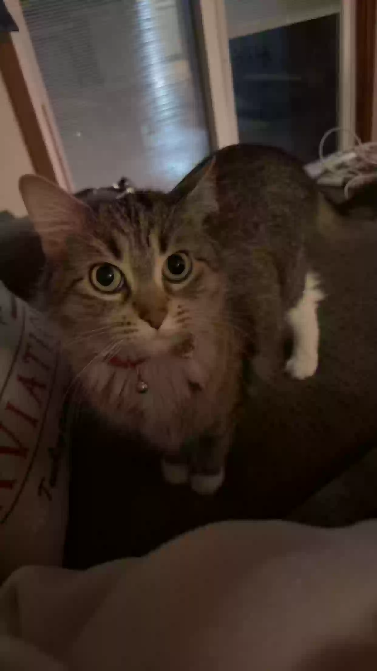 adoptable Cat in Lake In The Hills,IL named