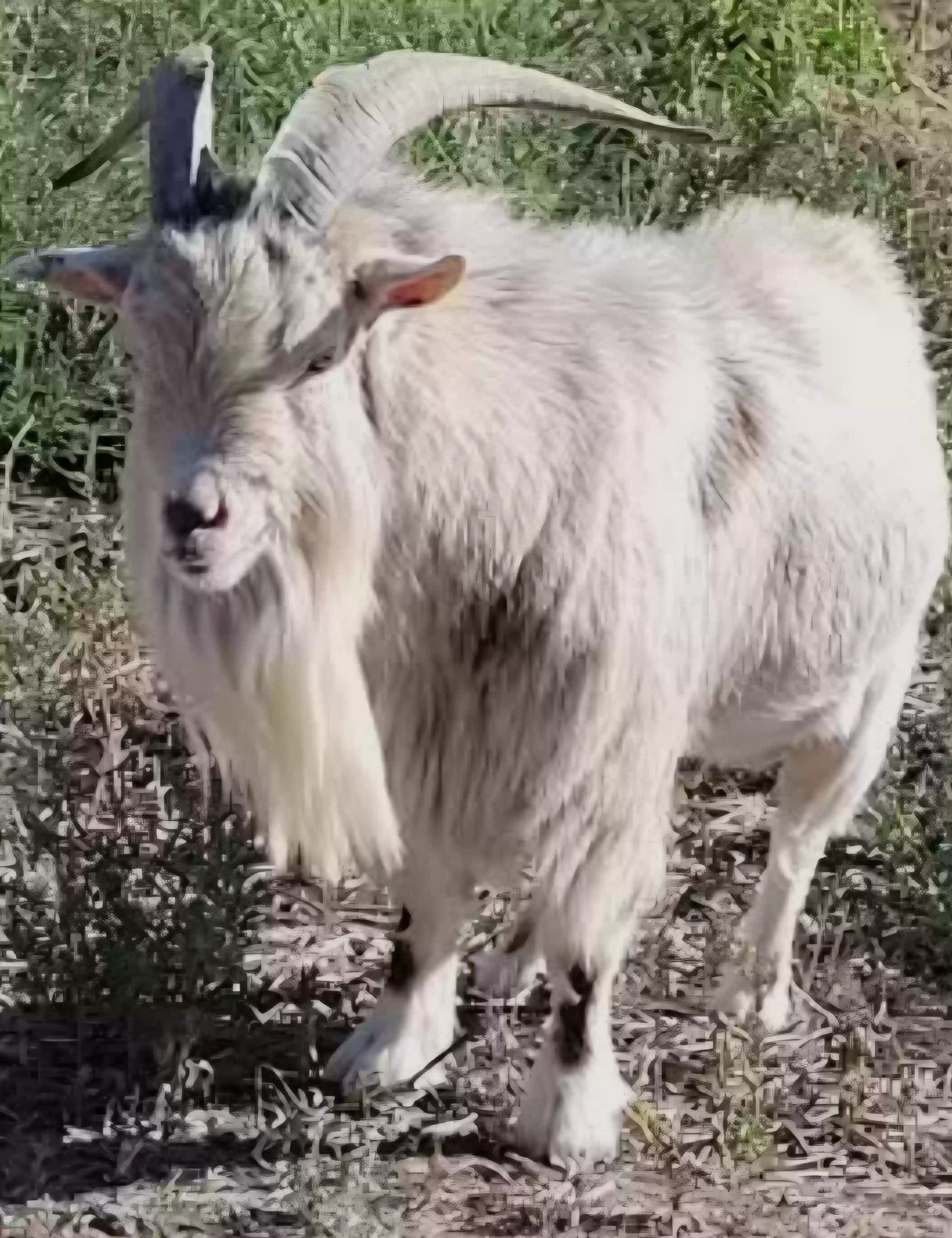adoptable in Humboldt,AZ named