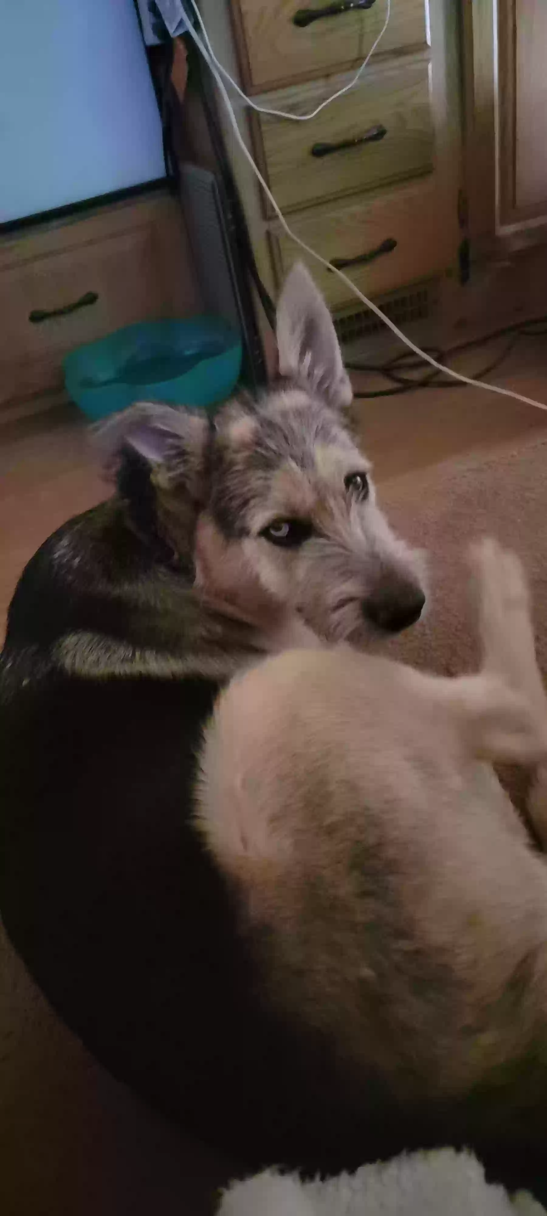 adoptable Dog in Humboldt,AZ named Rascal