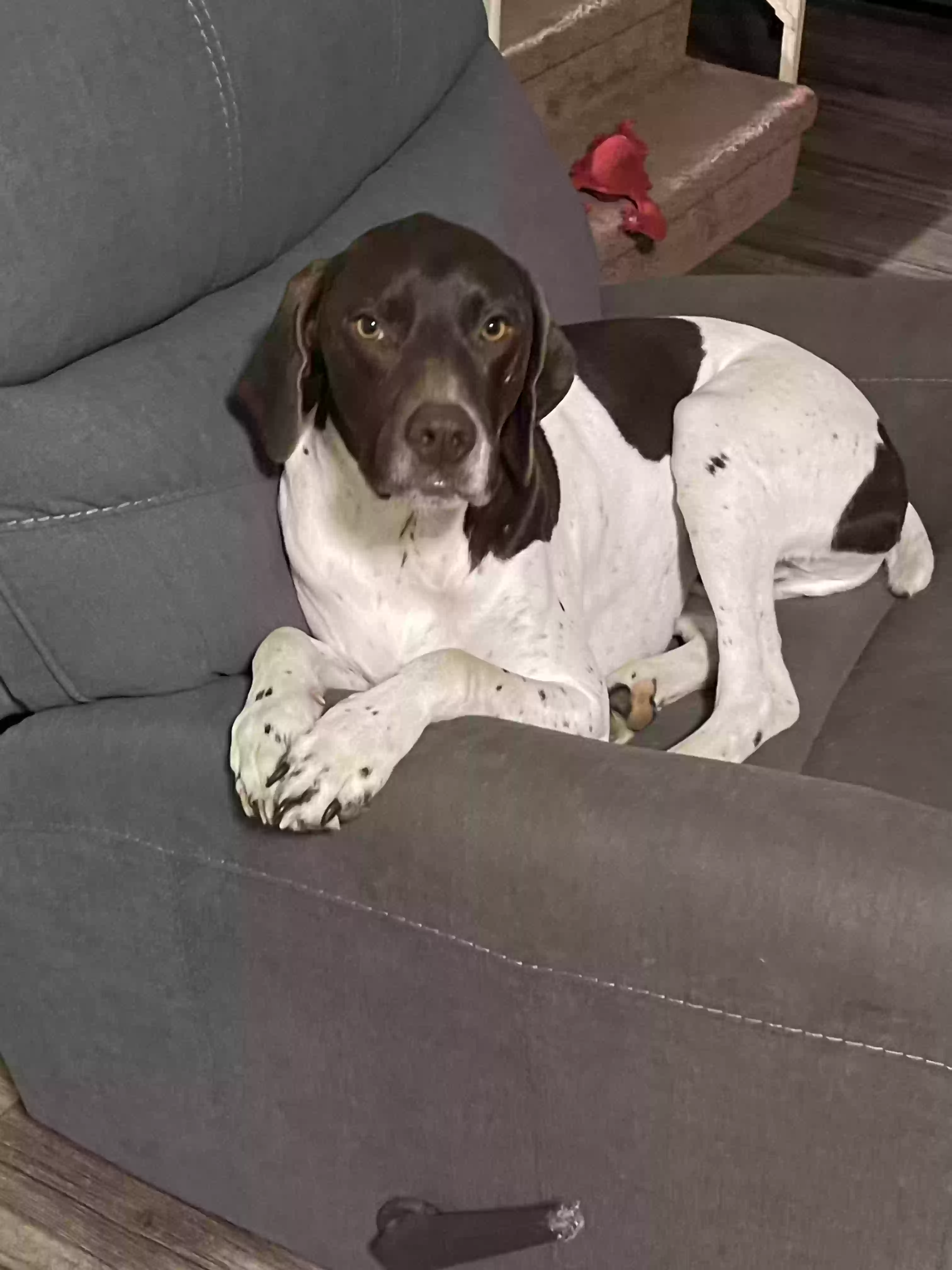adoptable Dog in Stuart,IA named Stallone & Sly