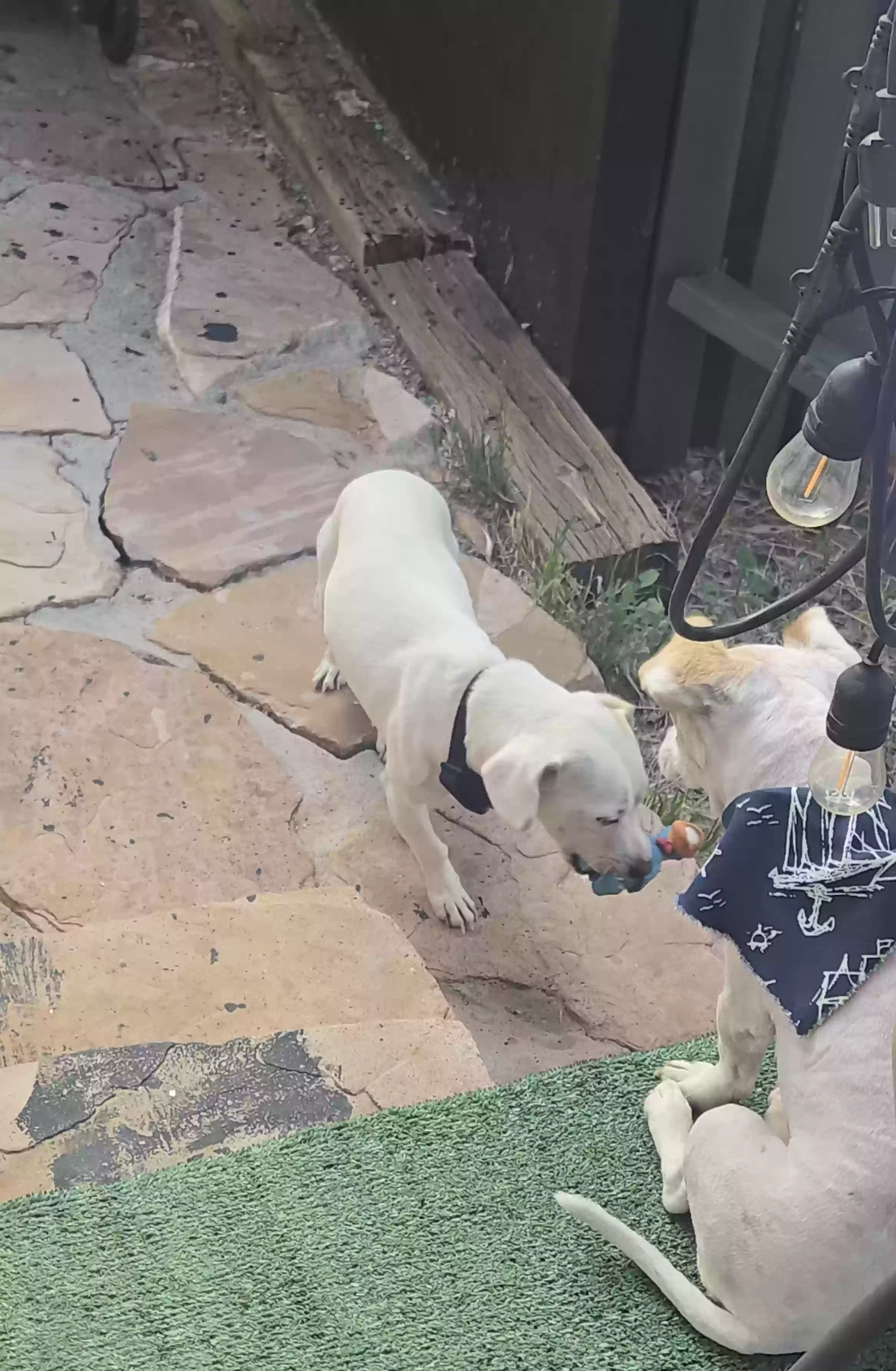 adoptable Dog in Prescott Valley,AZ named Shiloh