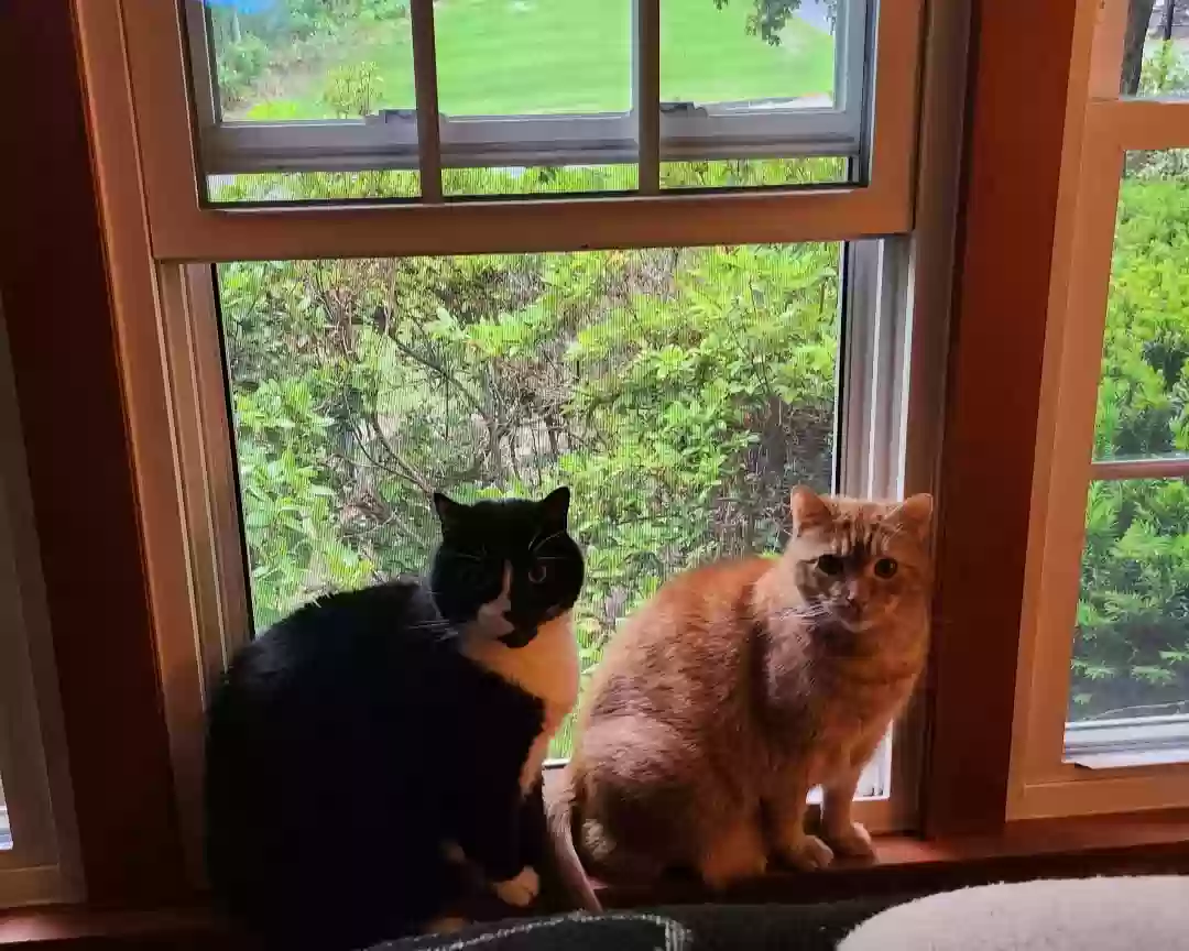 adoptable Cat in Whitinsville,MA named Fanta and PJ