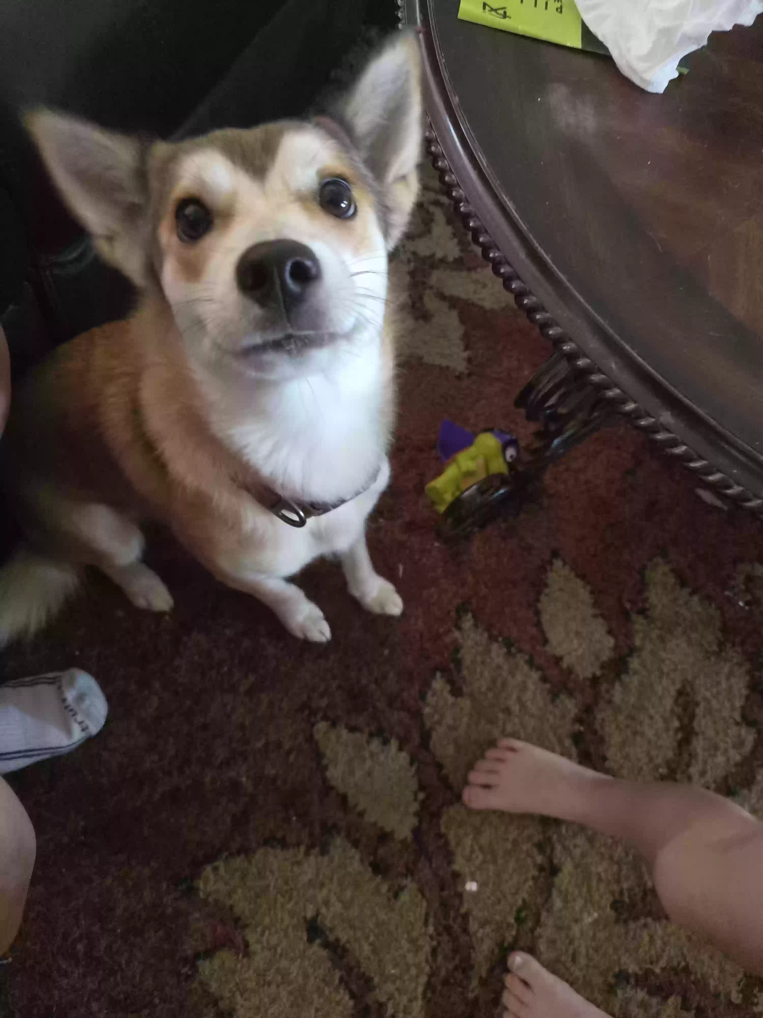 adoptable Dog in Joshua,TX named Cocoa