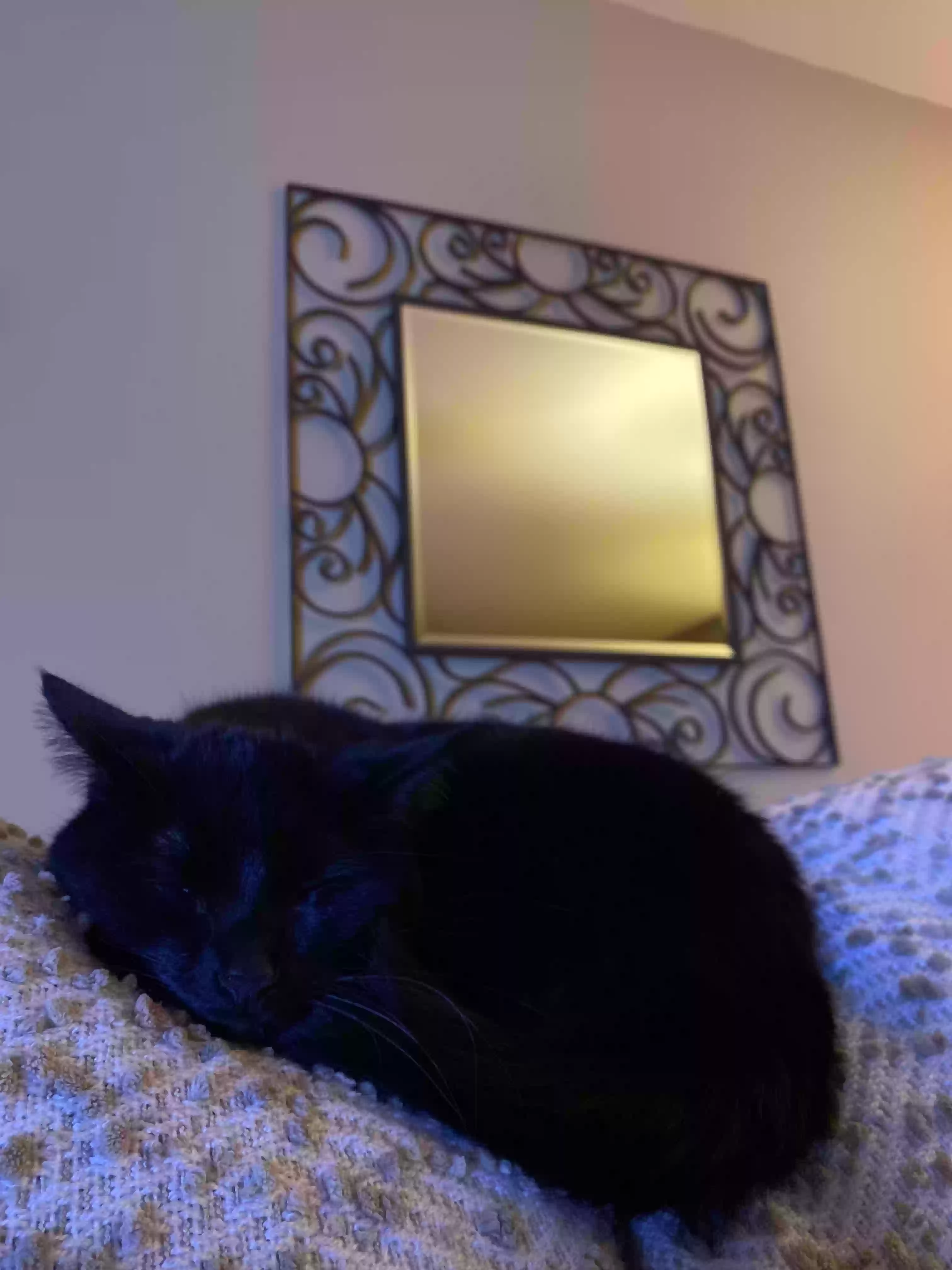 adoptable Cat in Land O Lakes,WI named Coco